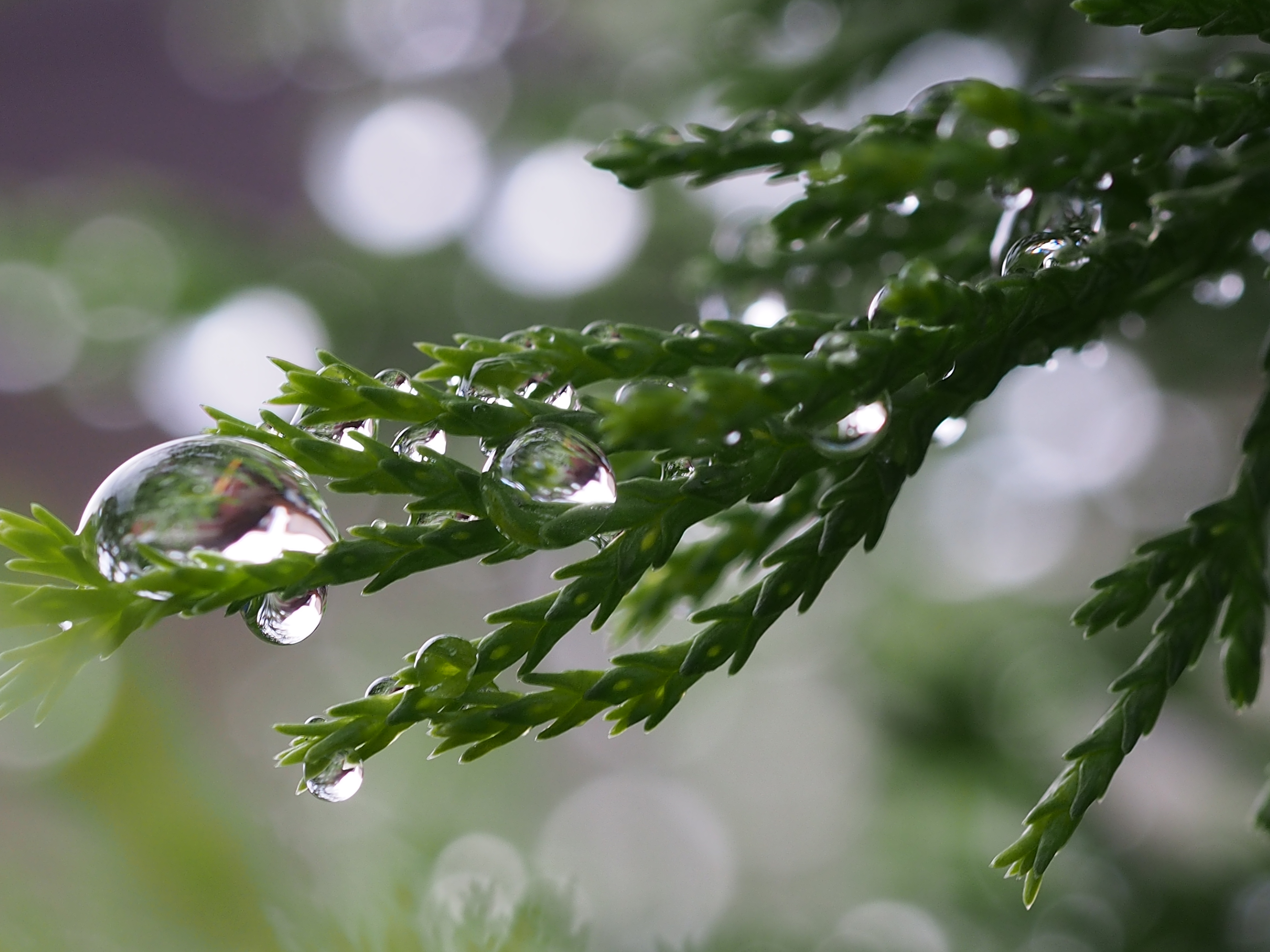 雨上がり