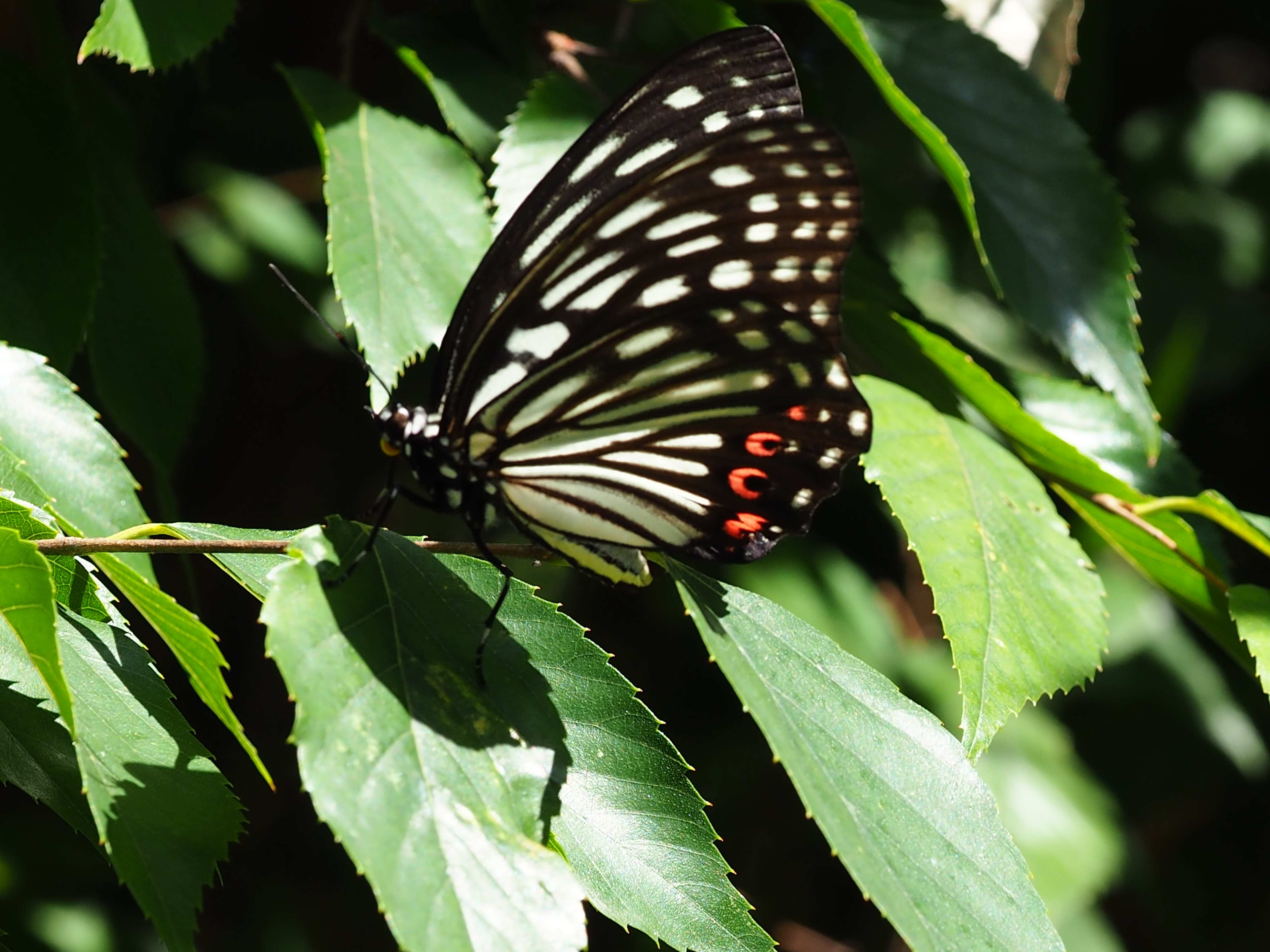 アカボシゴマダラ蝶