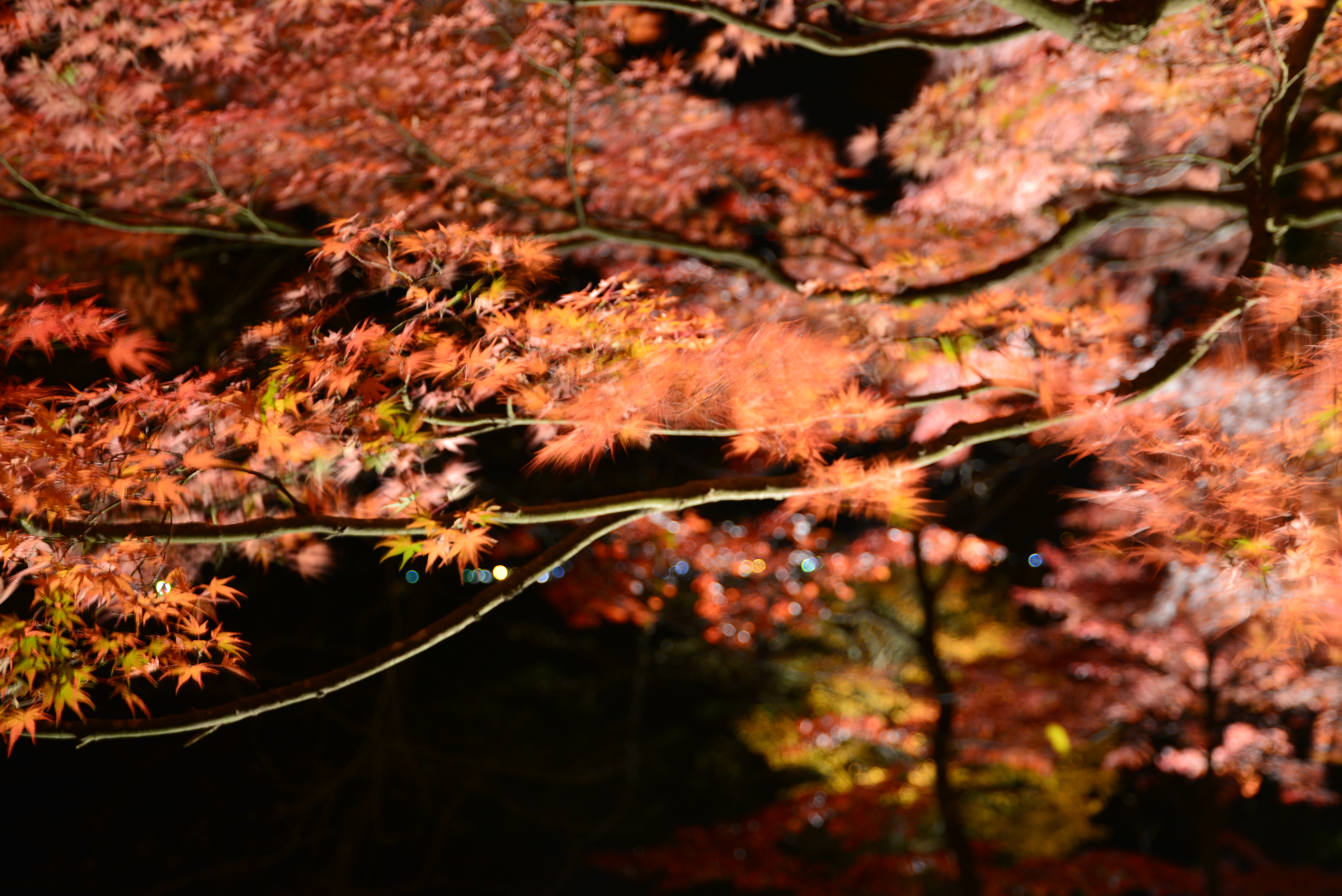 夜風に揺れる