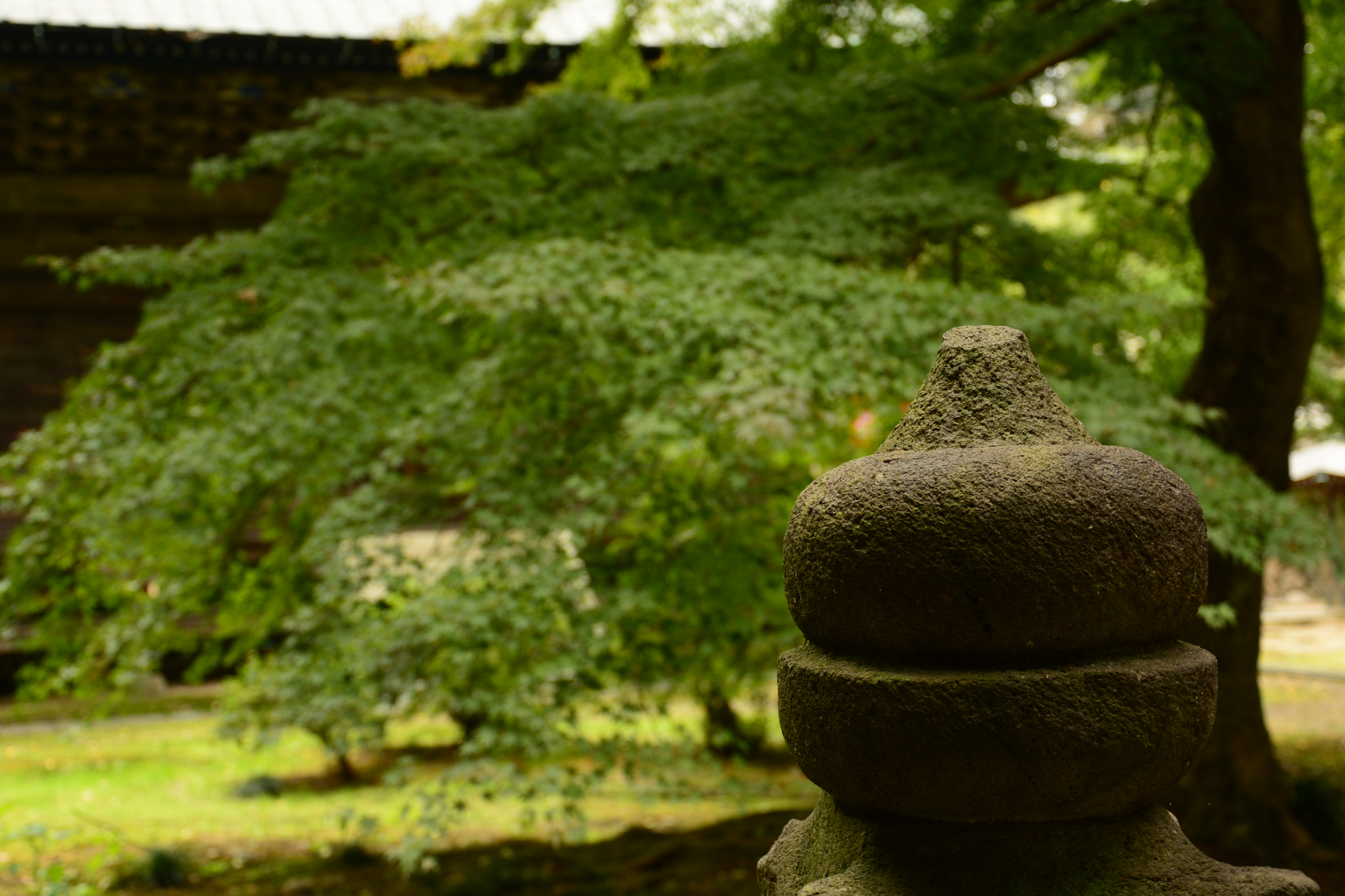 紅葉はまだか・・・。