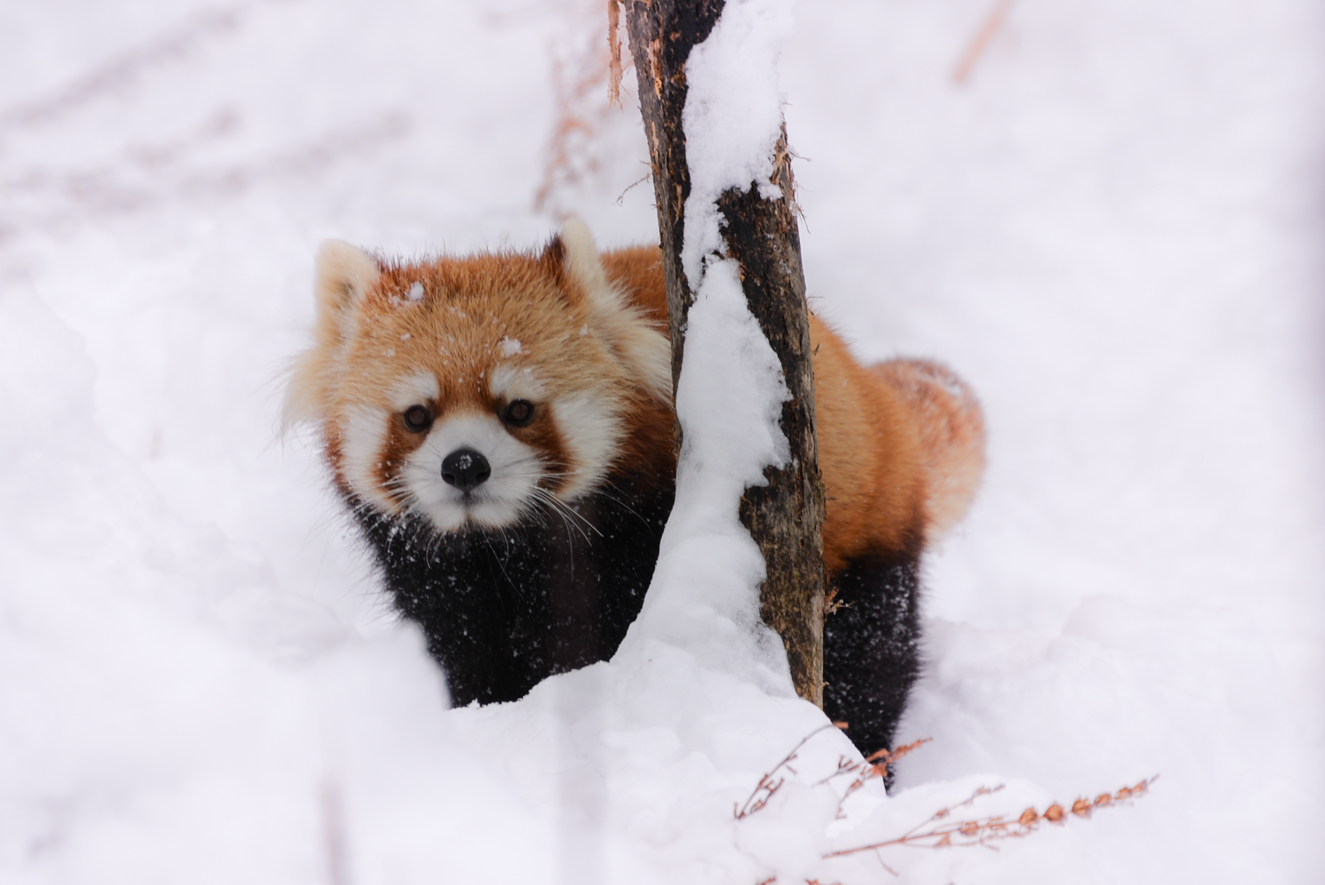 Red Pandas baby
