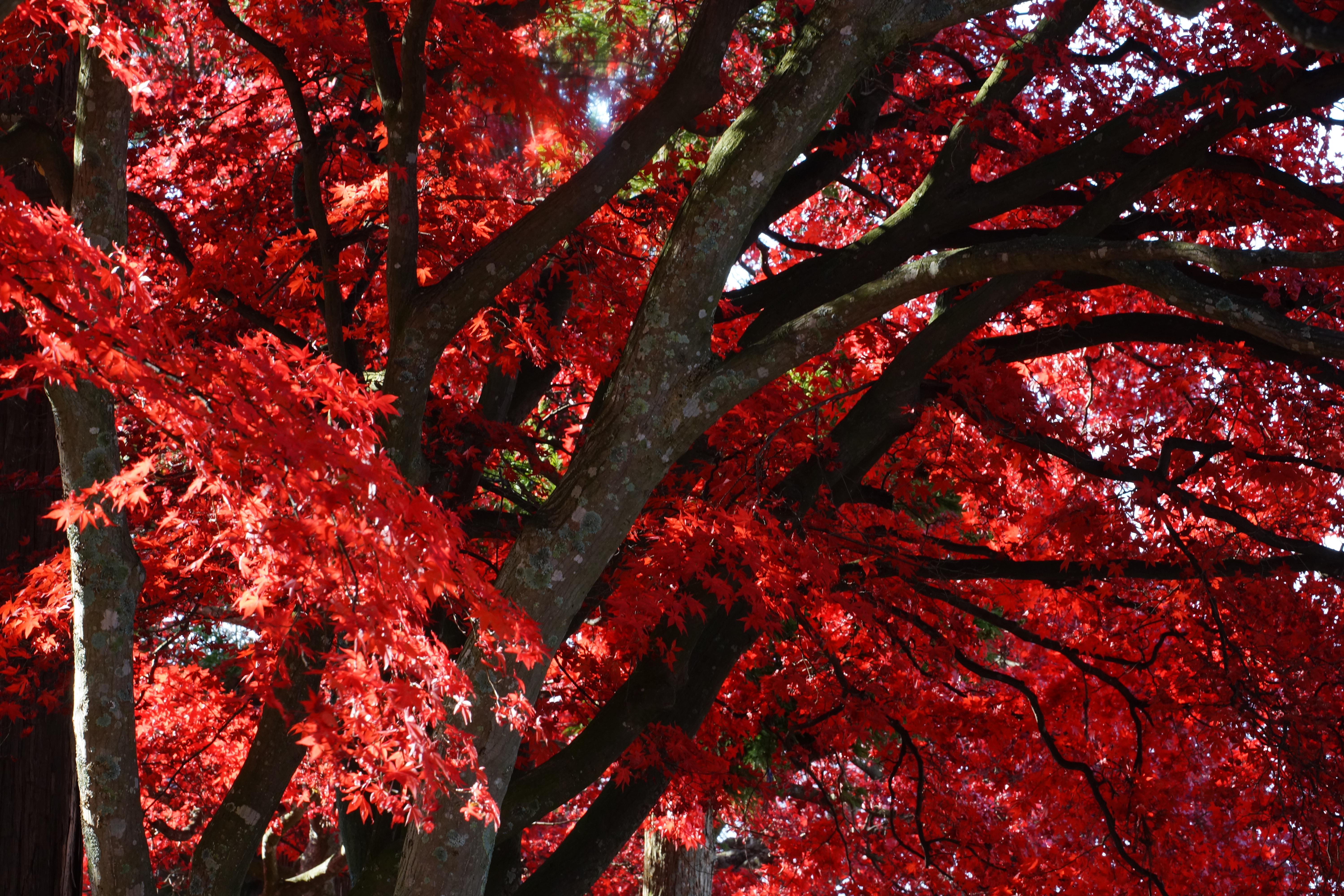 モミジの紅葉