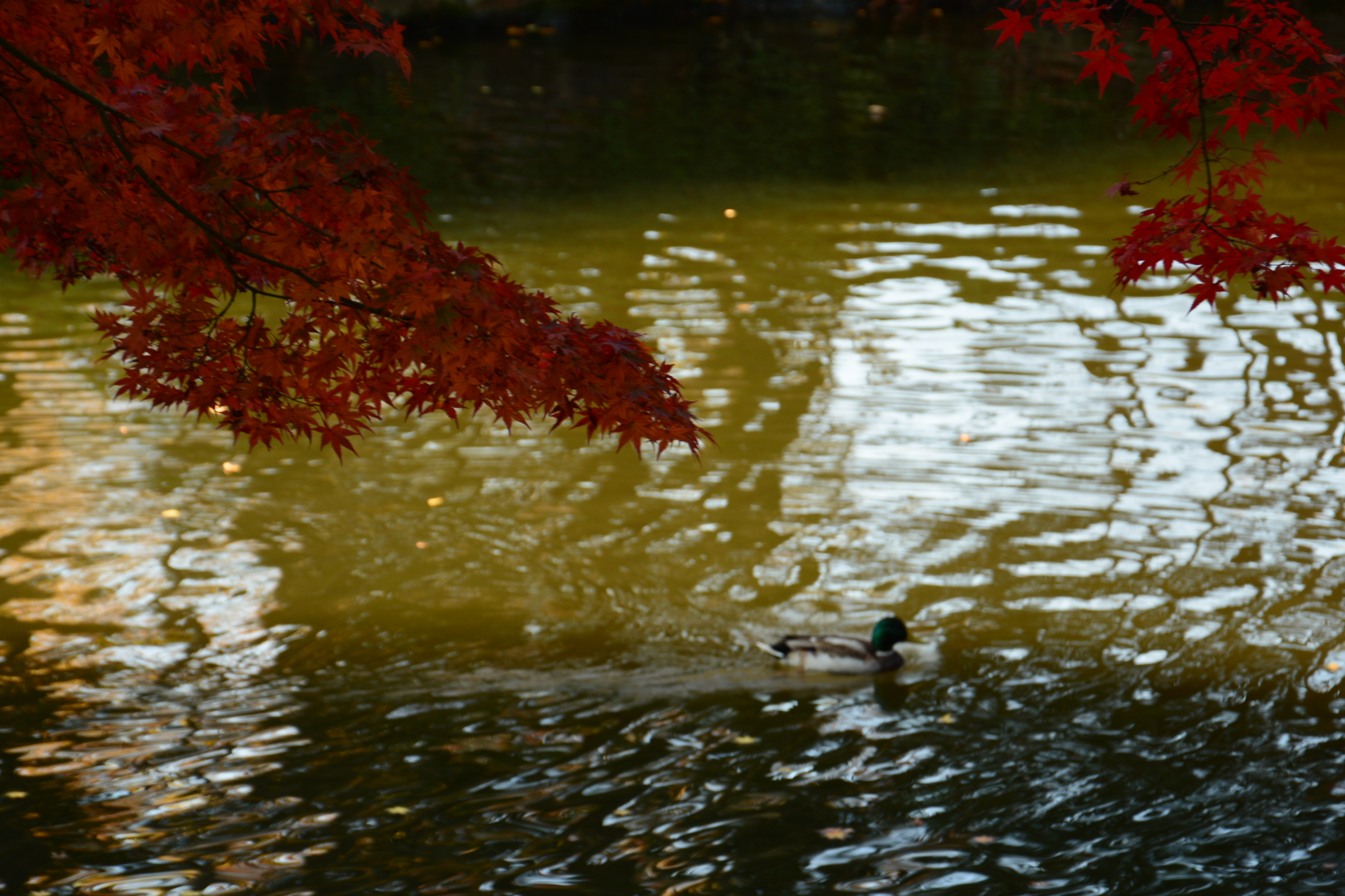 紅葉とカモ