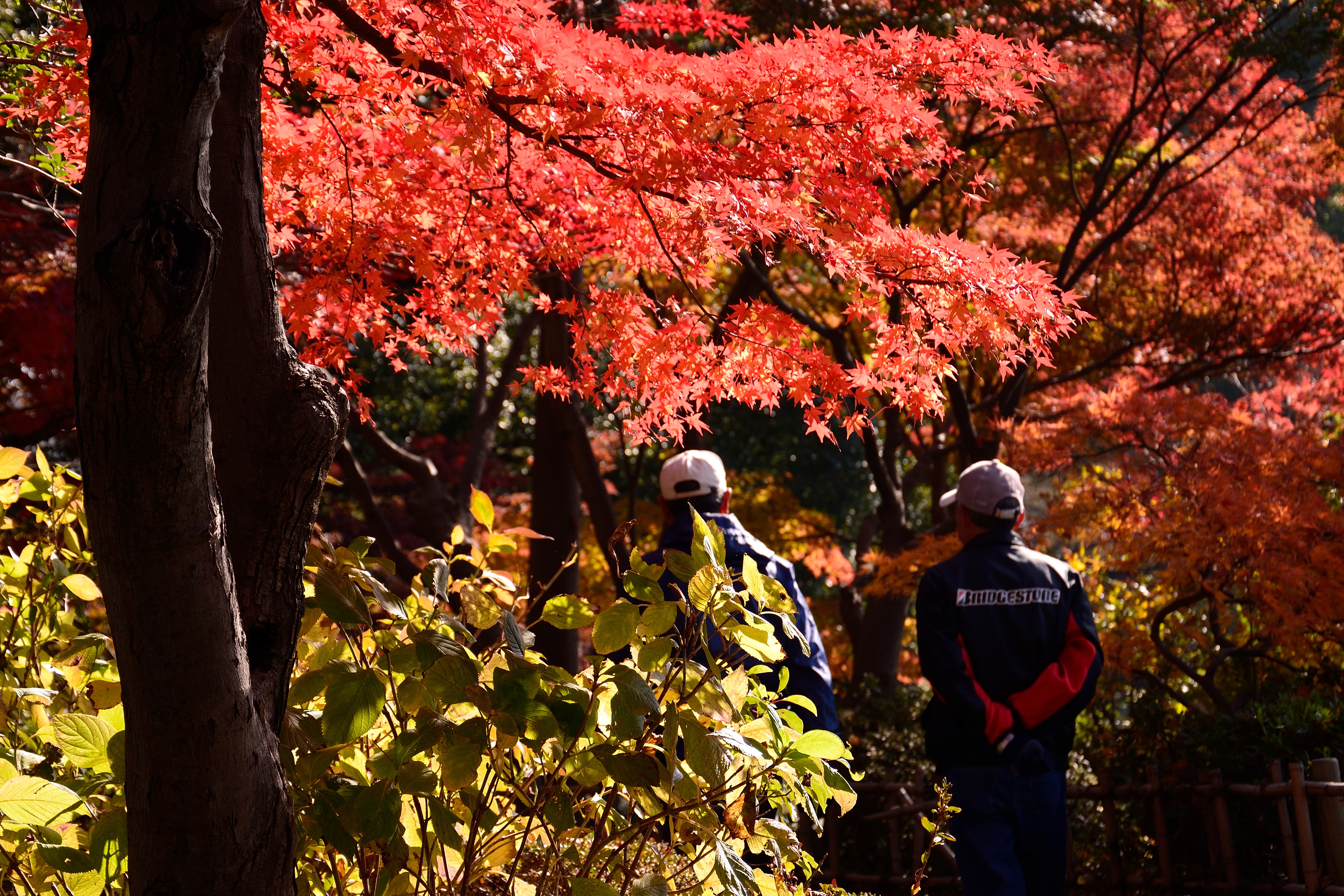 紅葉の散歩道