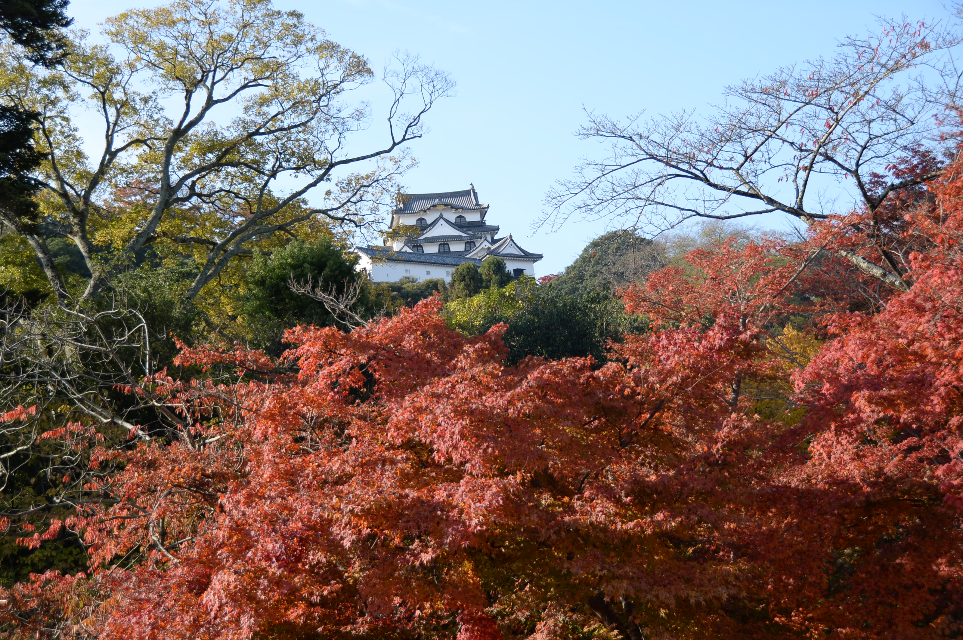 彦根城の紅葉