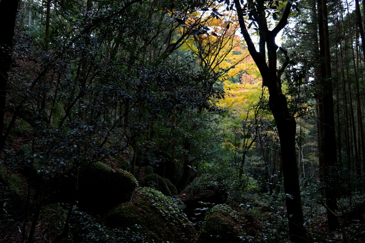 柳生の森深く