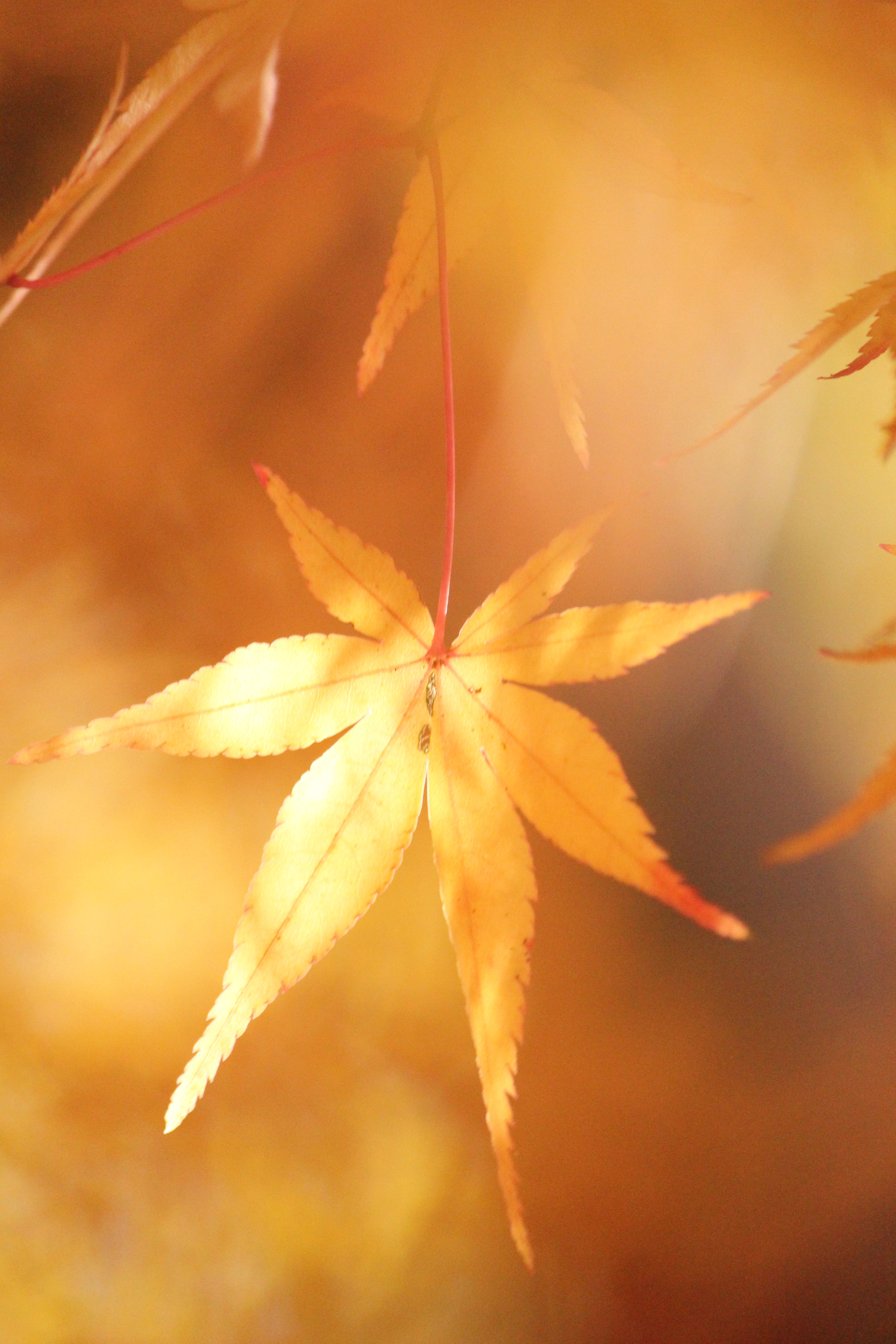 紅葉