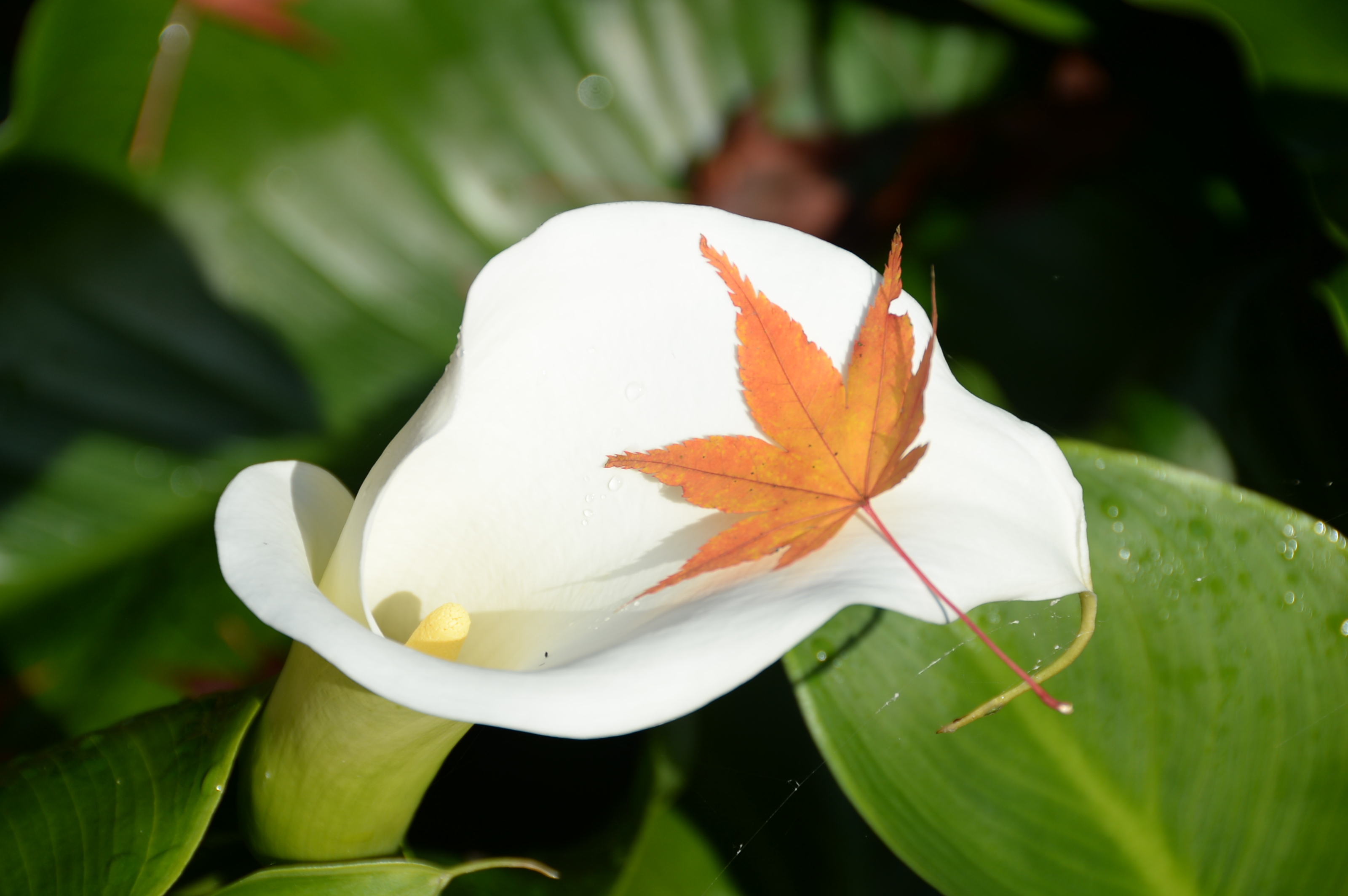 紅葉
