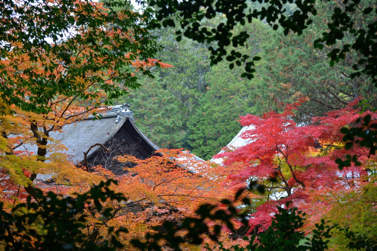錦秋の南禅院