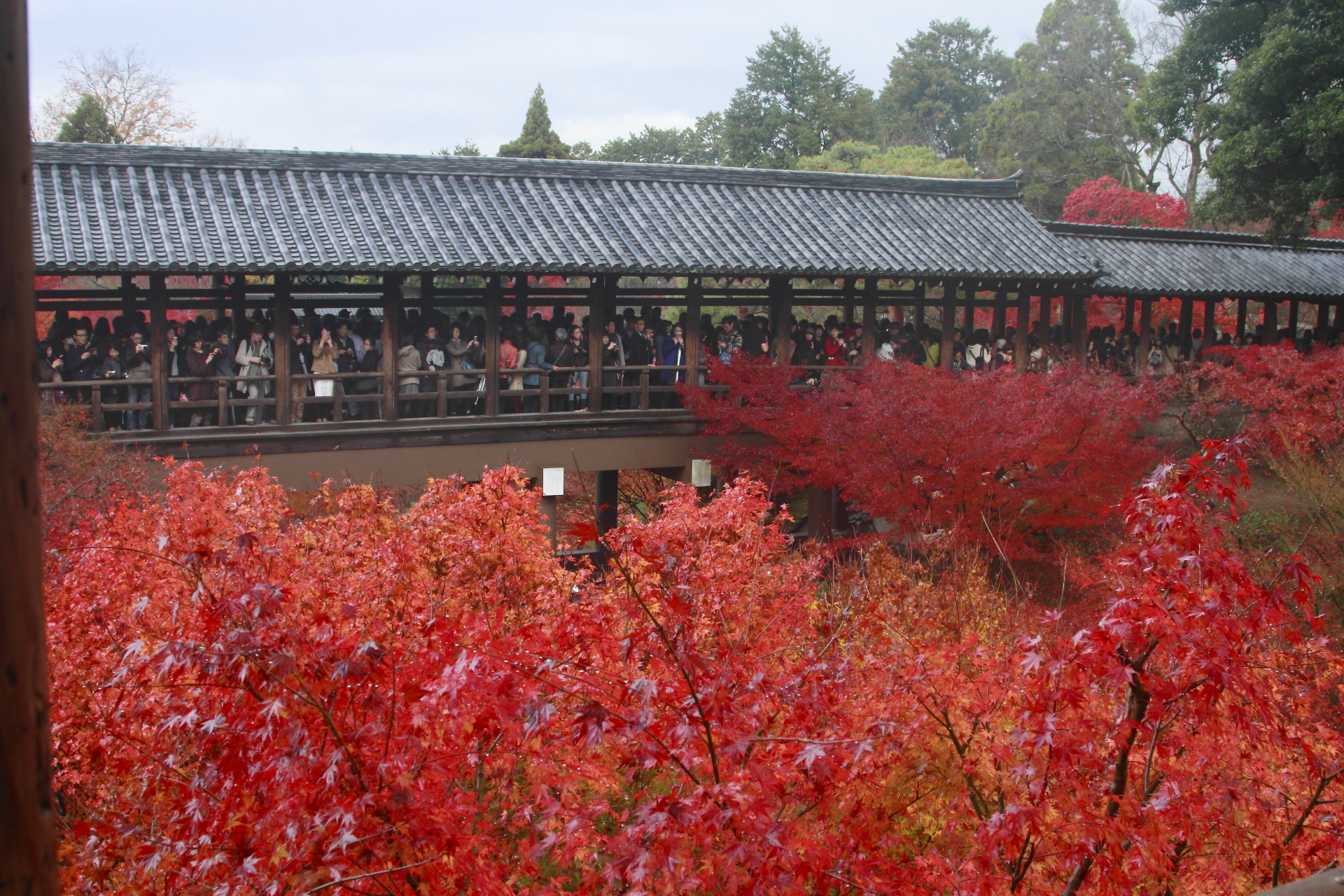紅い海