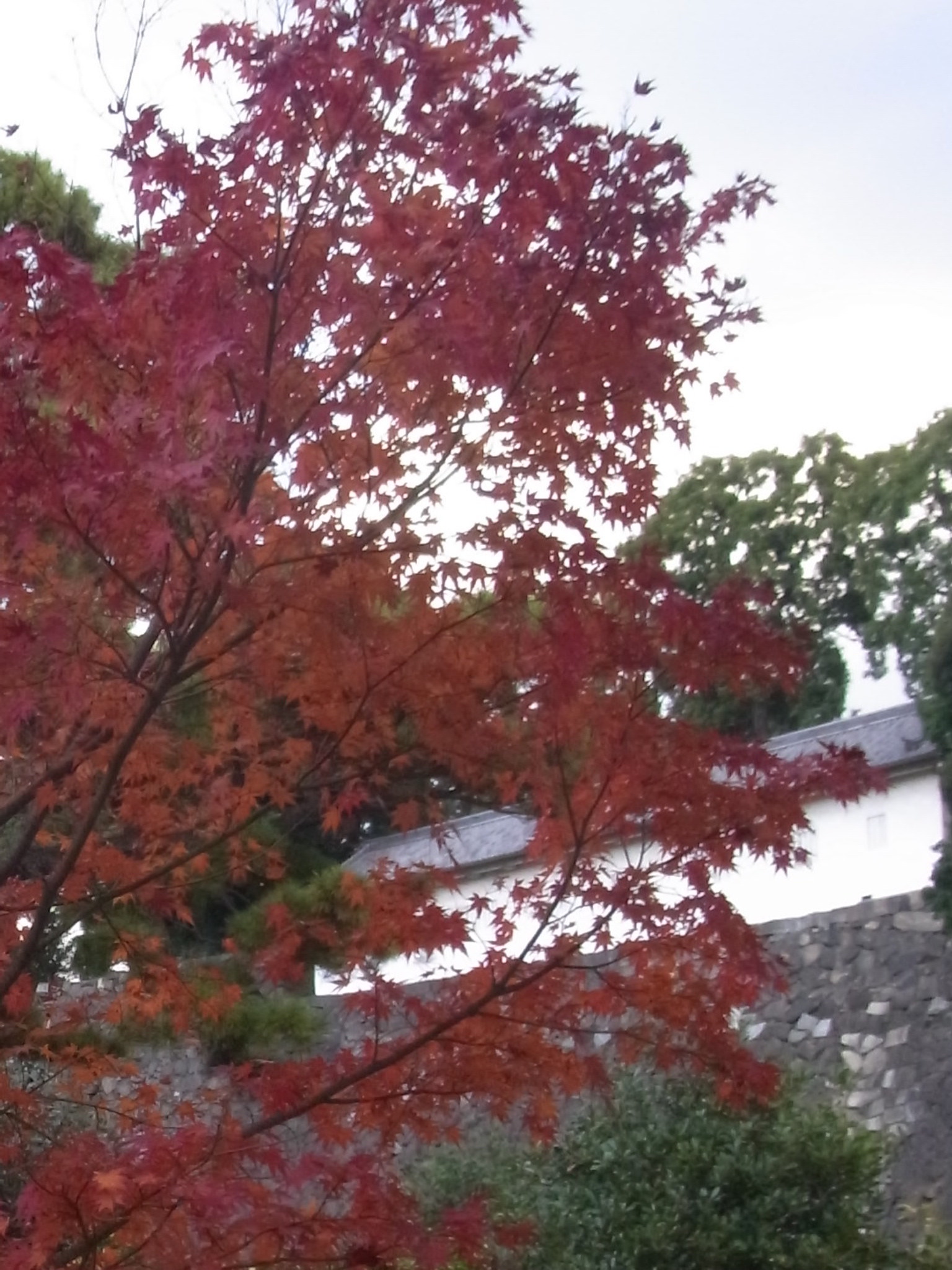 秋の皇居乾門通り抜けでの風景D