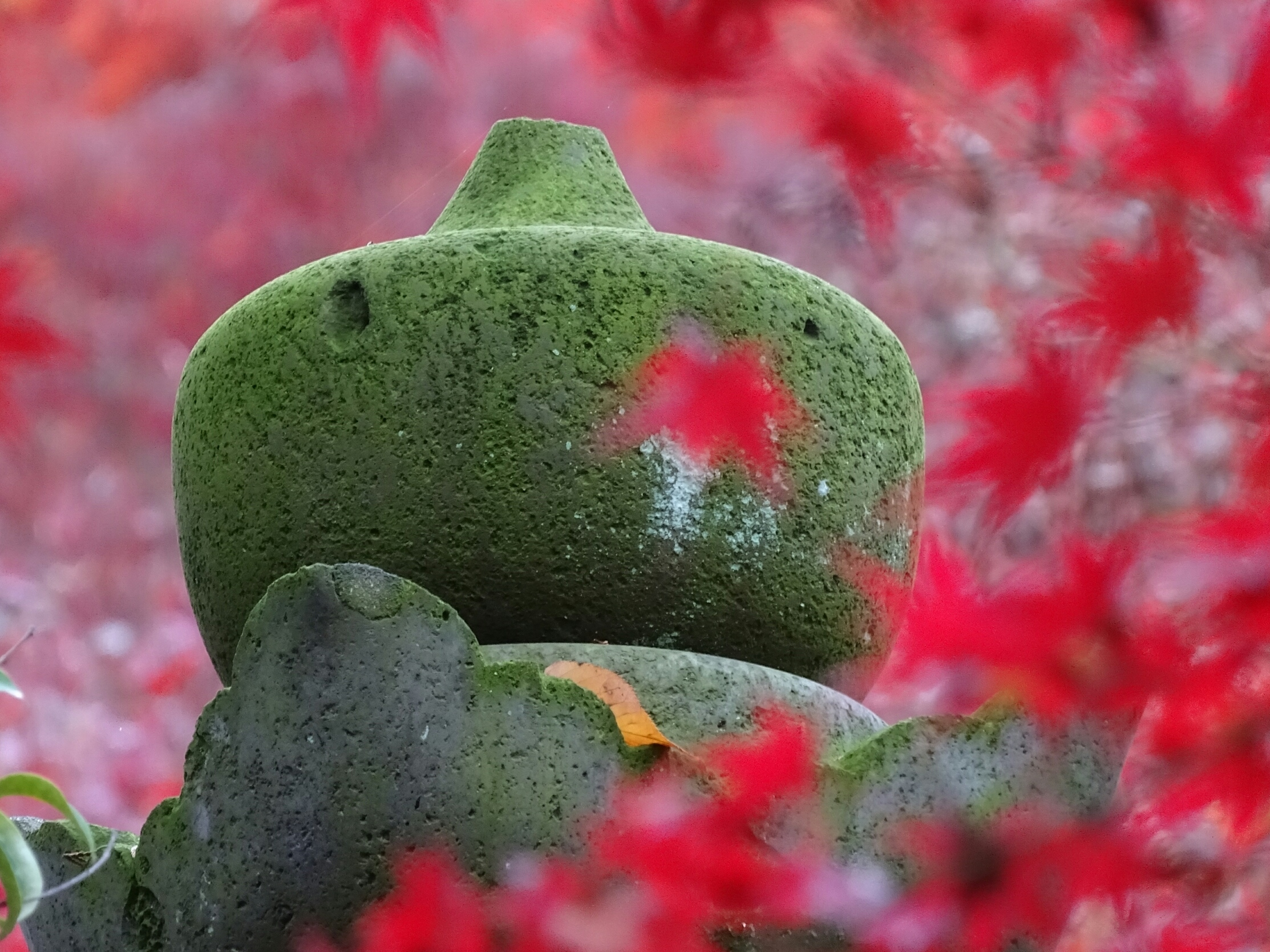 紅葉色に染まれ!