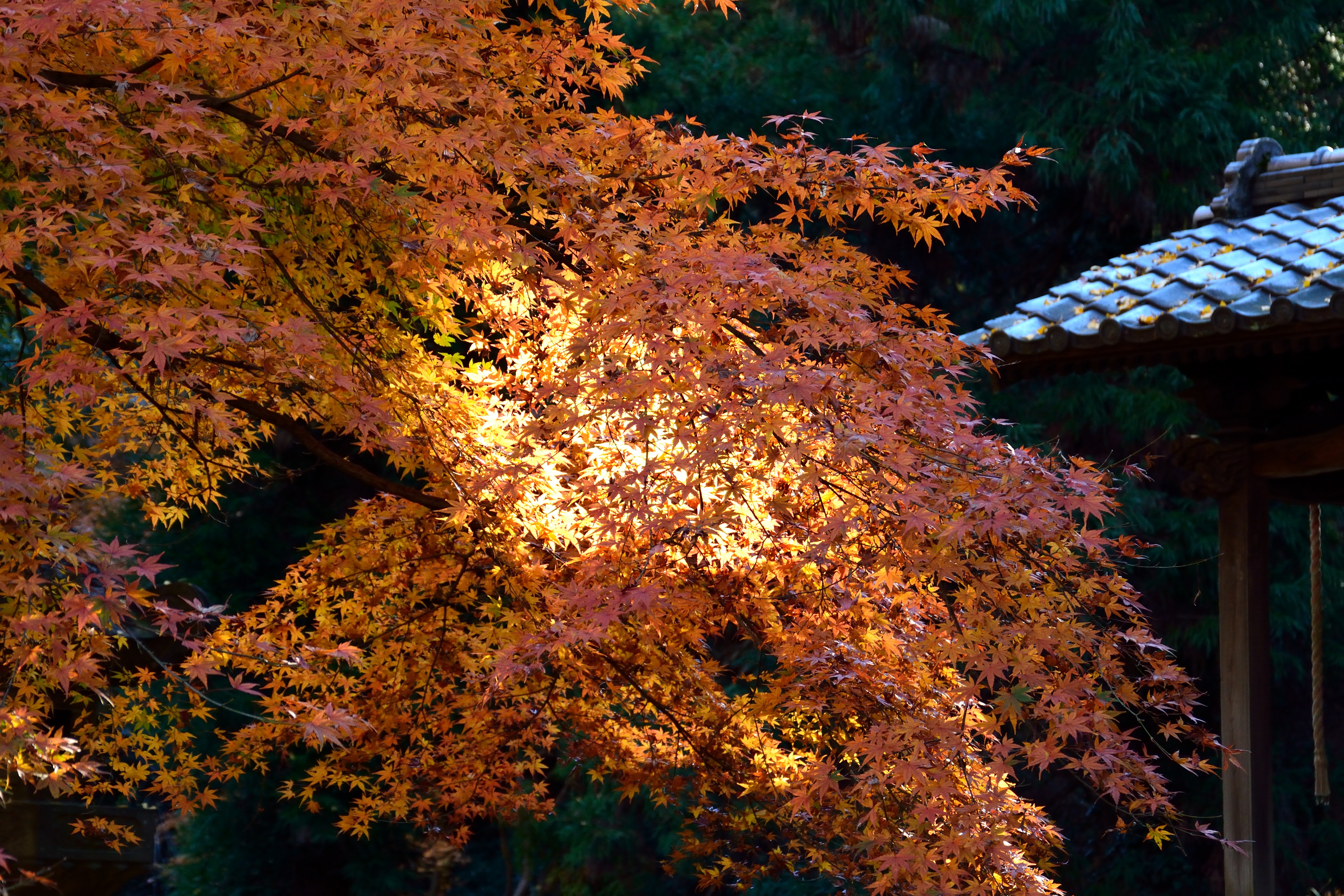日差しに輝く紅葉