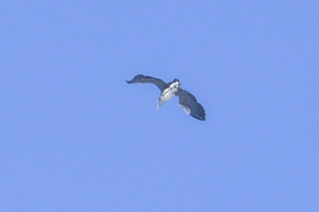 鳶ではないような お主は誰じゃ