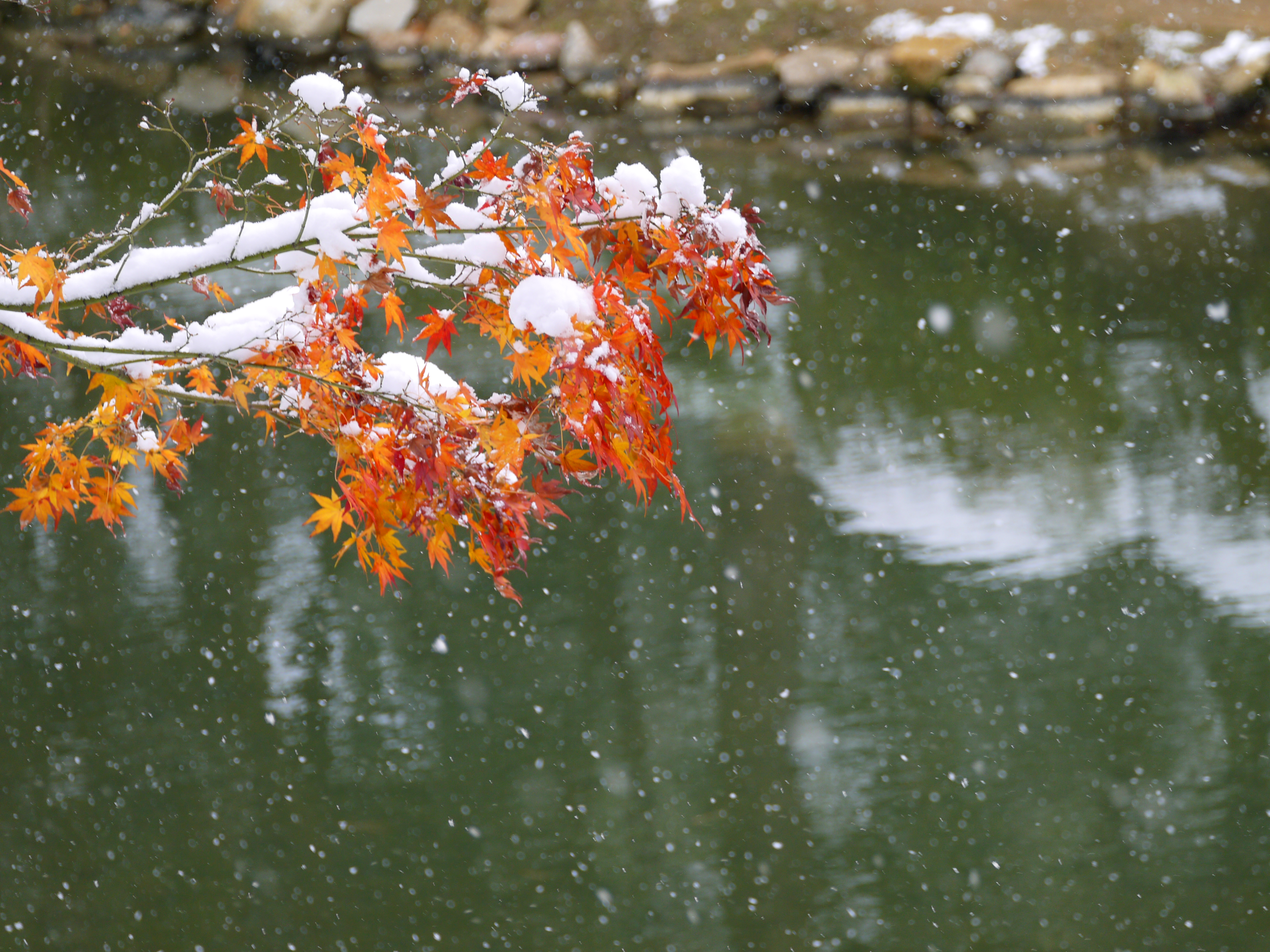 雪の降る庭園