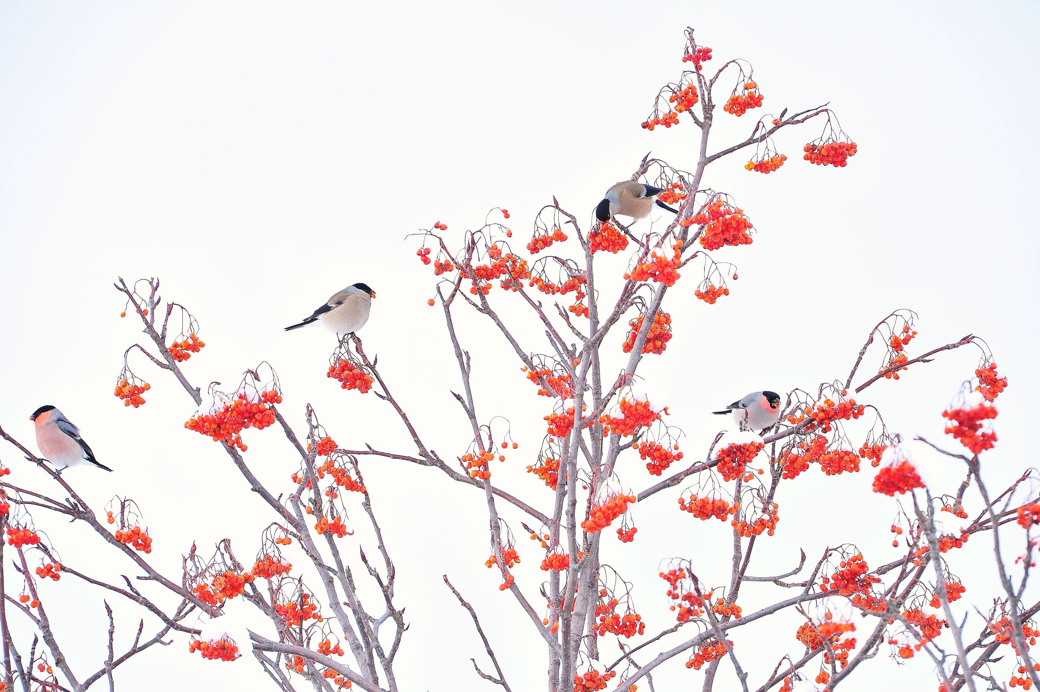 Small birds gatherring around the red fruit
