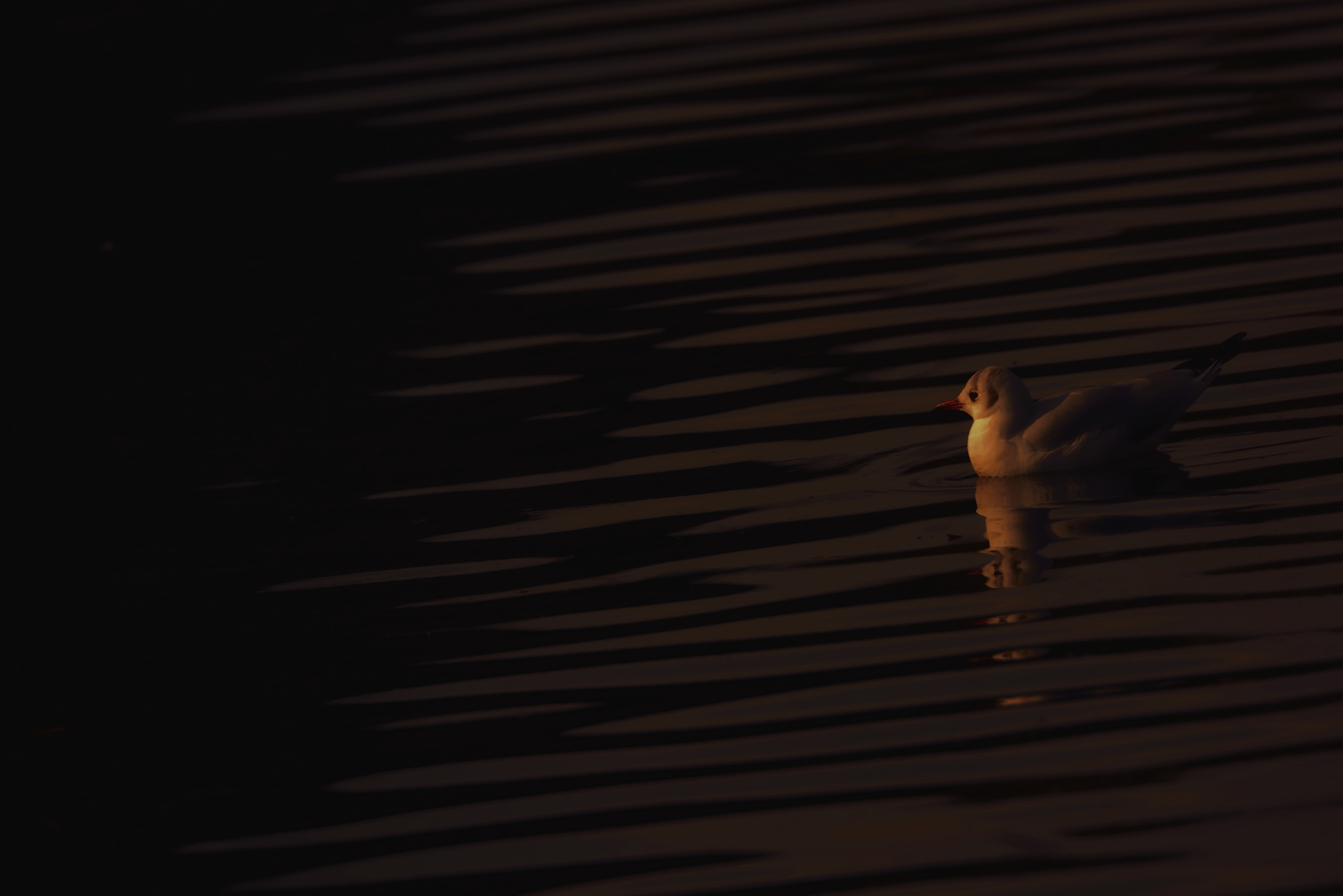 夕日みつめて