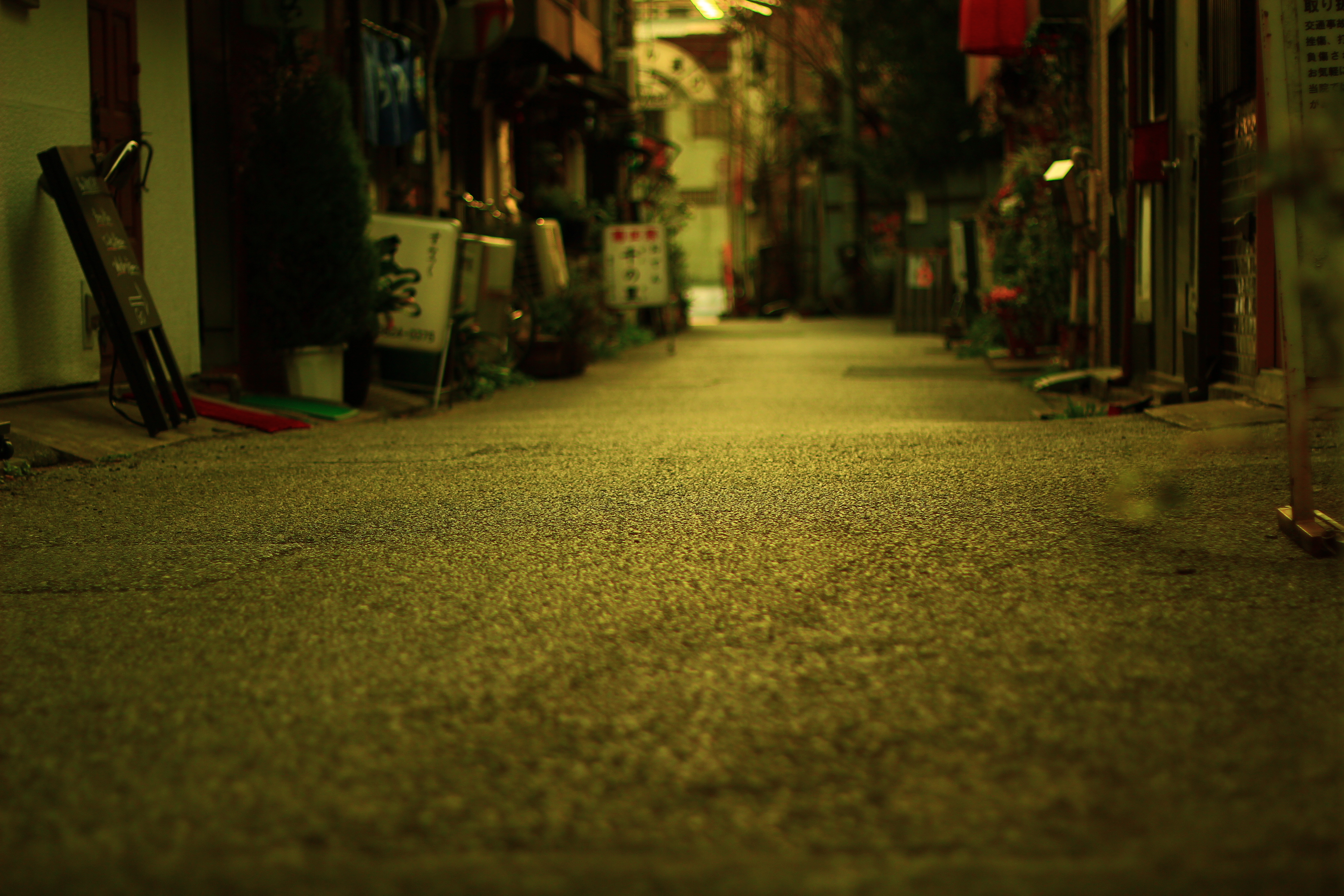 猫の散歩道