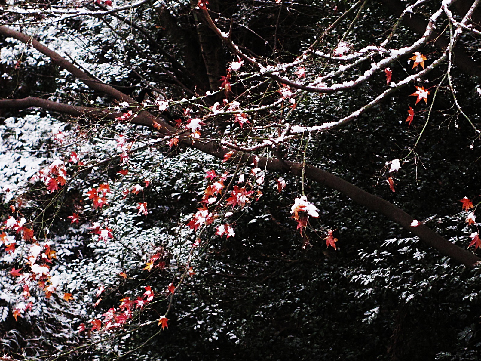 紅葉と積雪の銀河