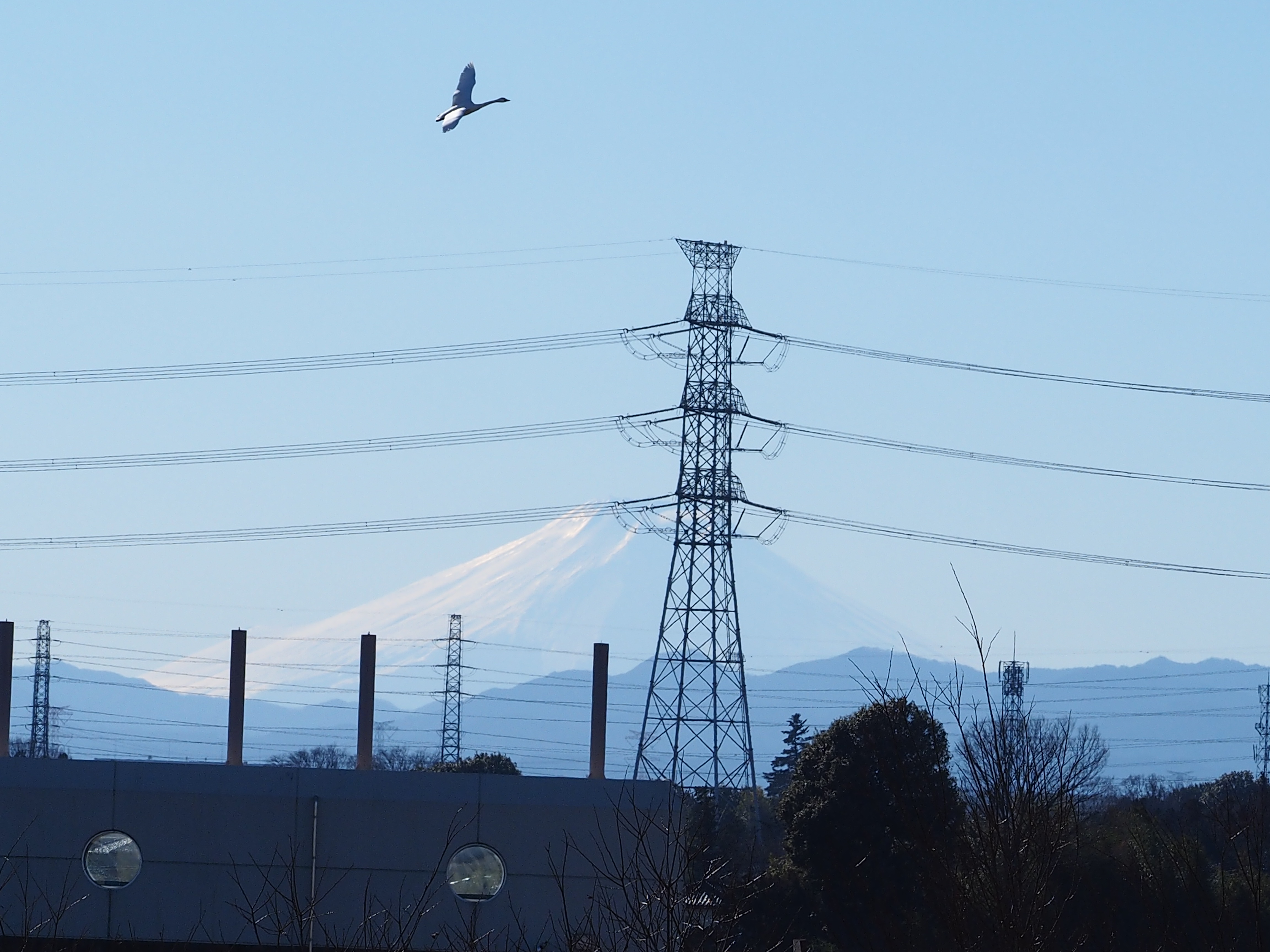富士山をバックに飛び立つ白鳥