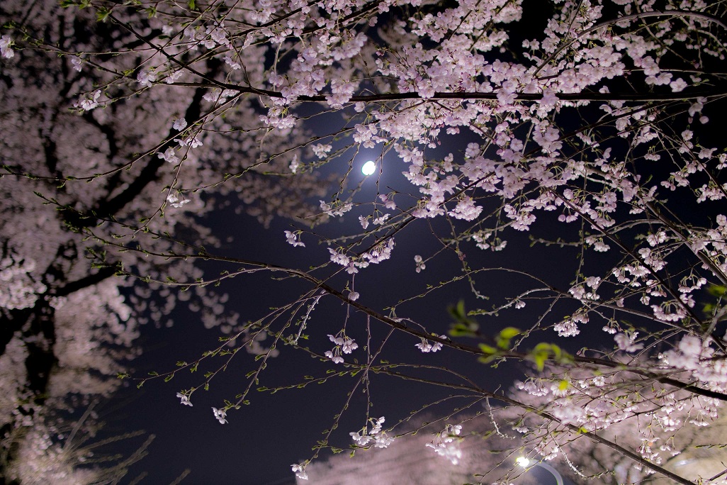 近所の桜が一番綺麗だった件#1