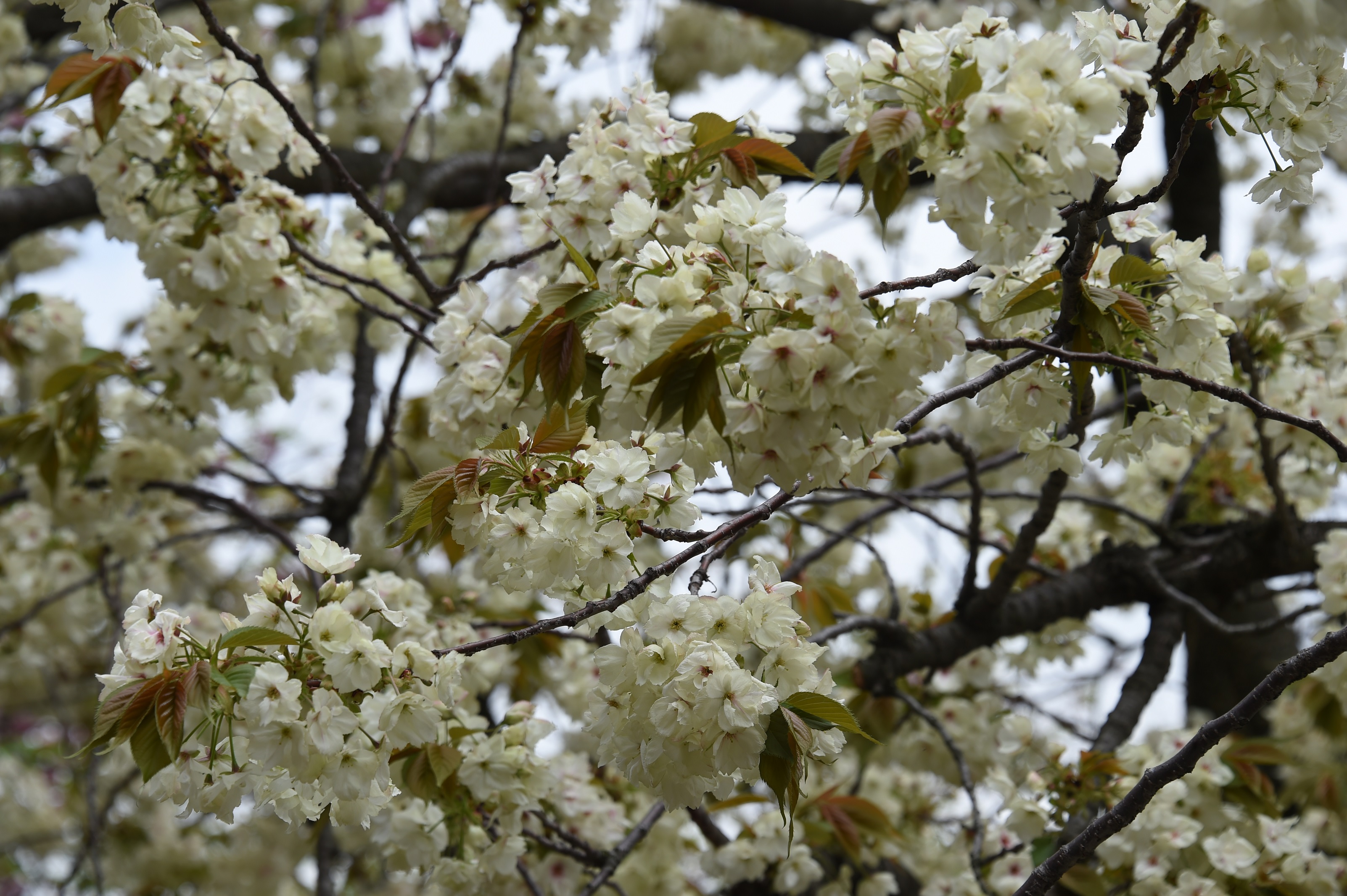鬱金桜5