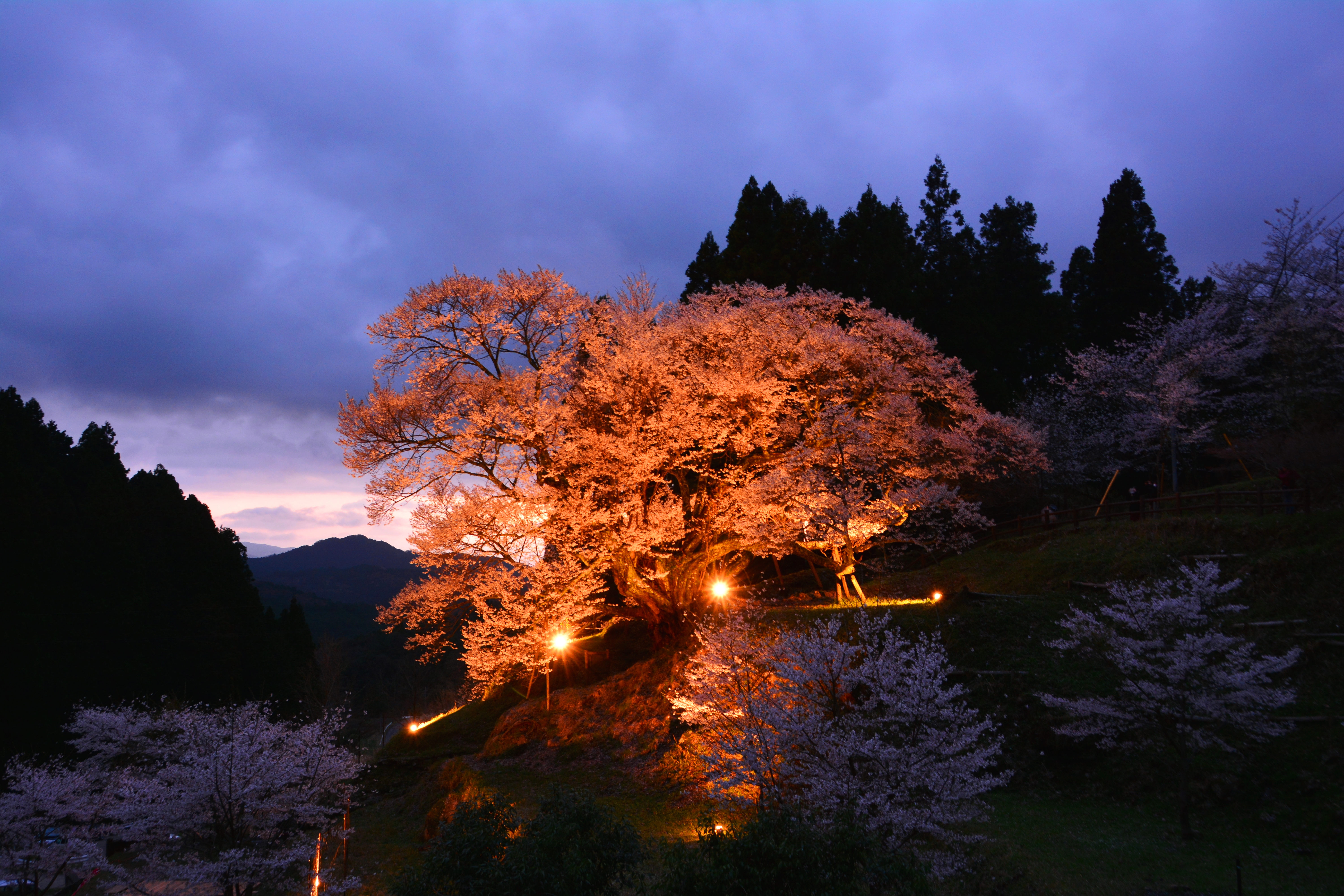 千年桜~千年かけての彩