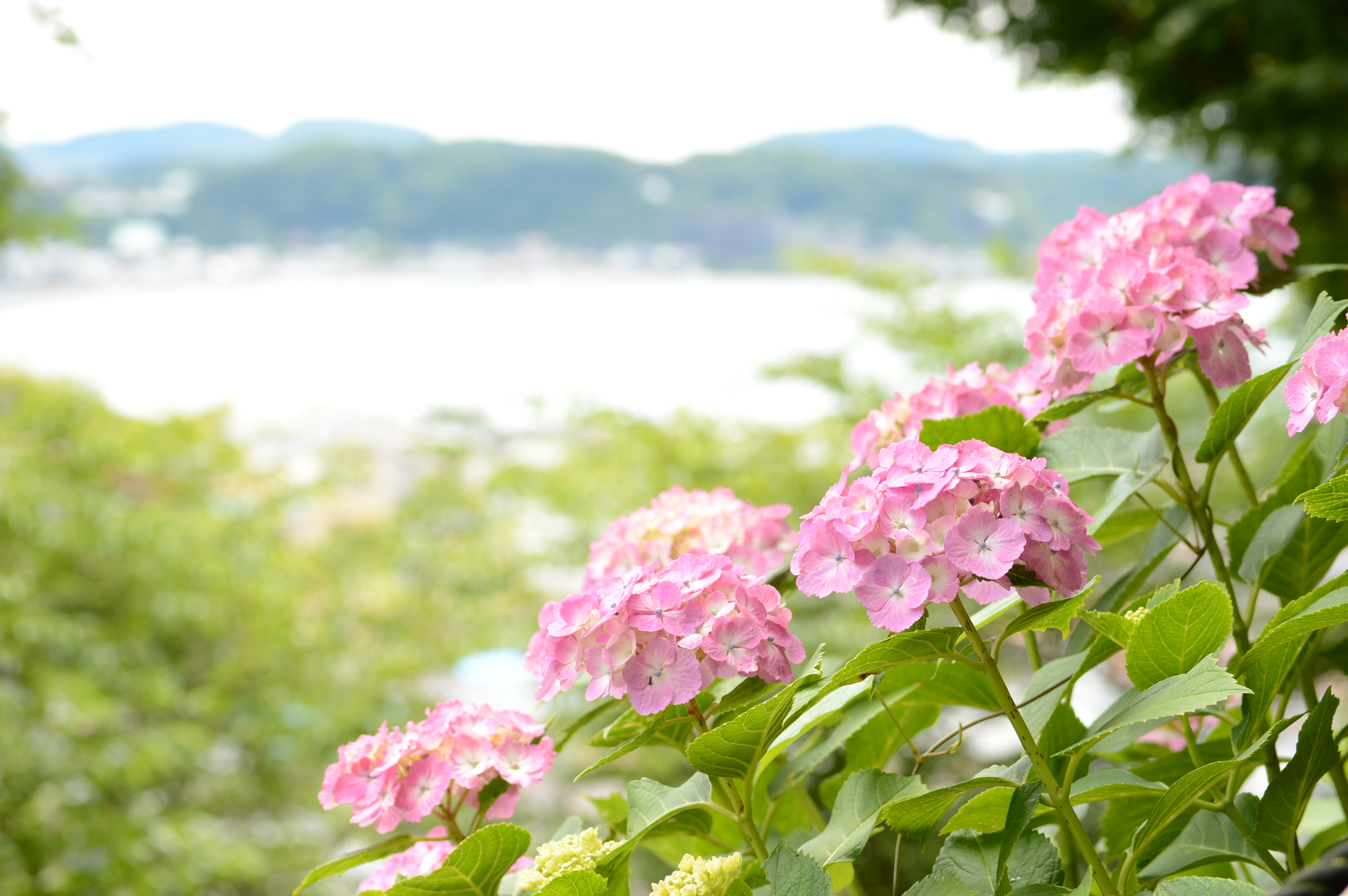 花便り【紫陽花・3】