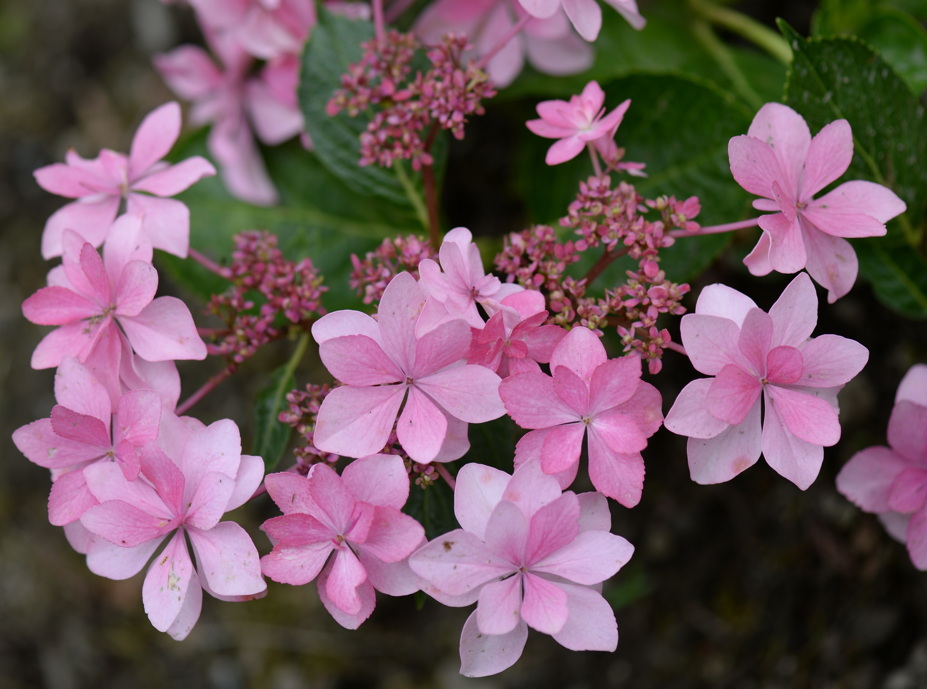 花輪