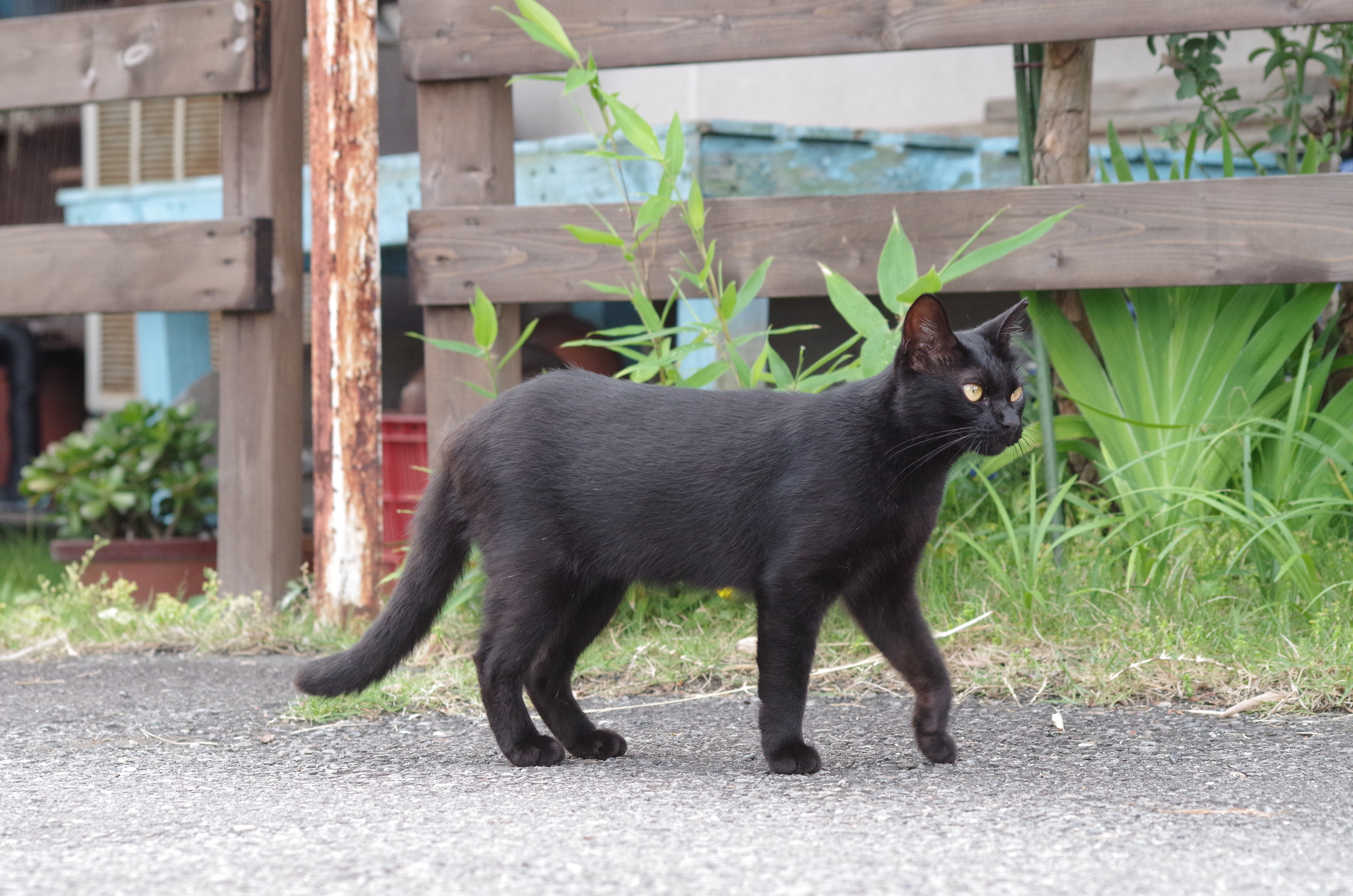 くろねこ