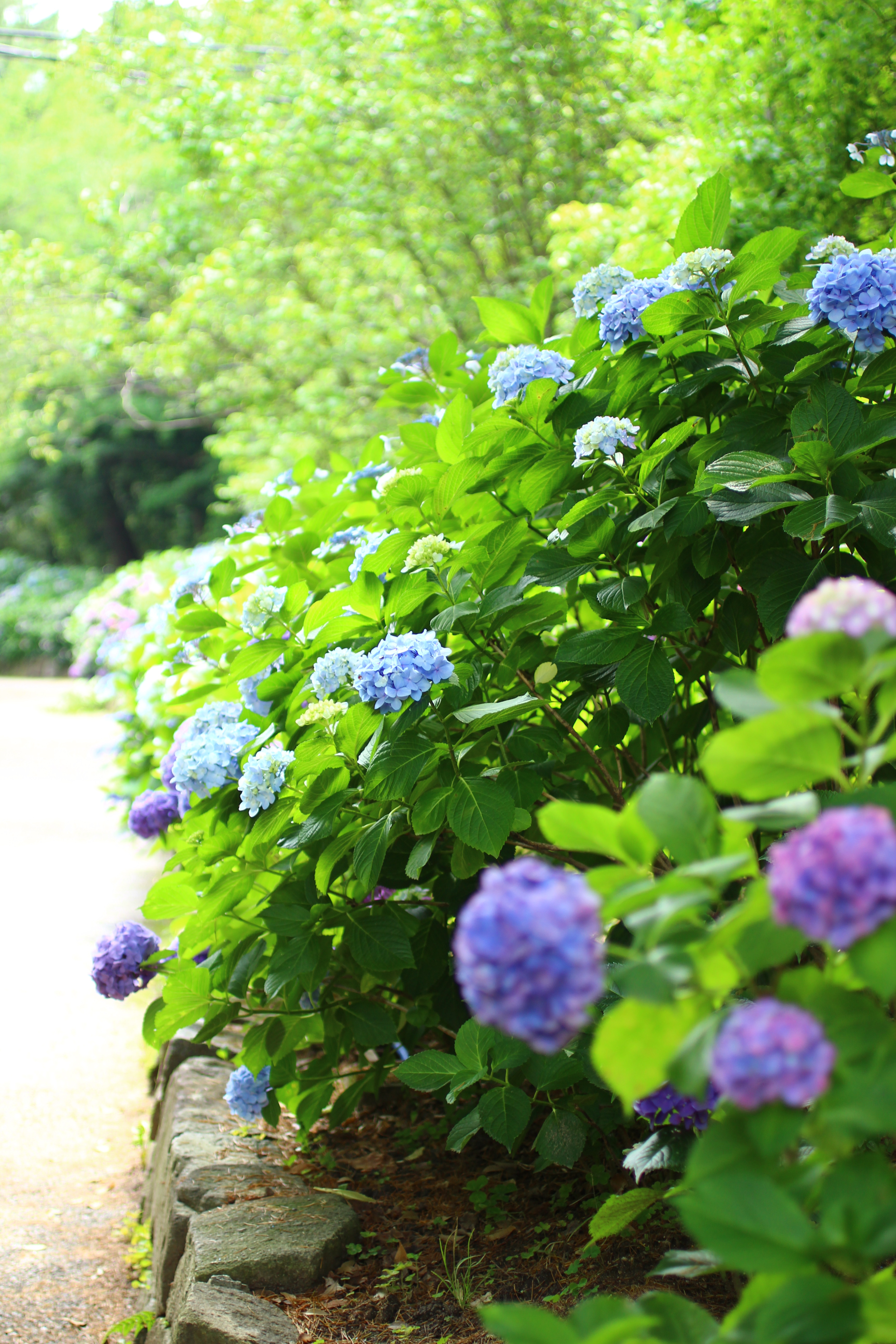 紫陽花の小径