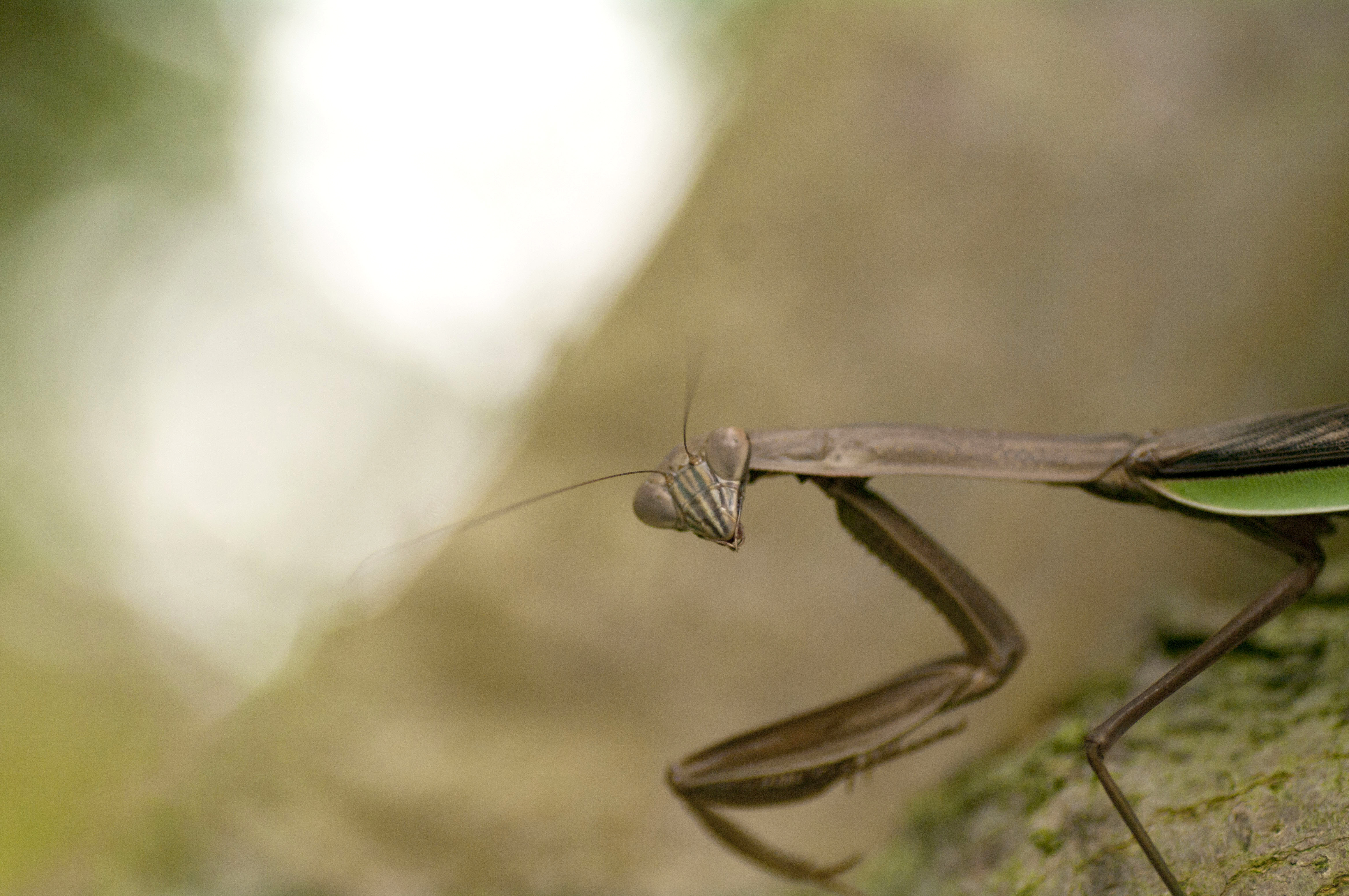振り向いたカマキリ