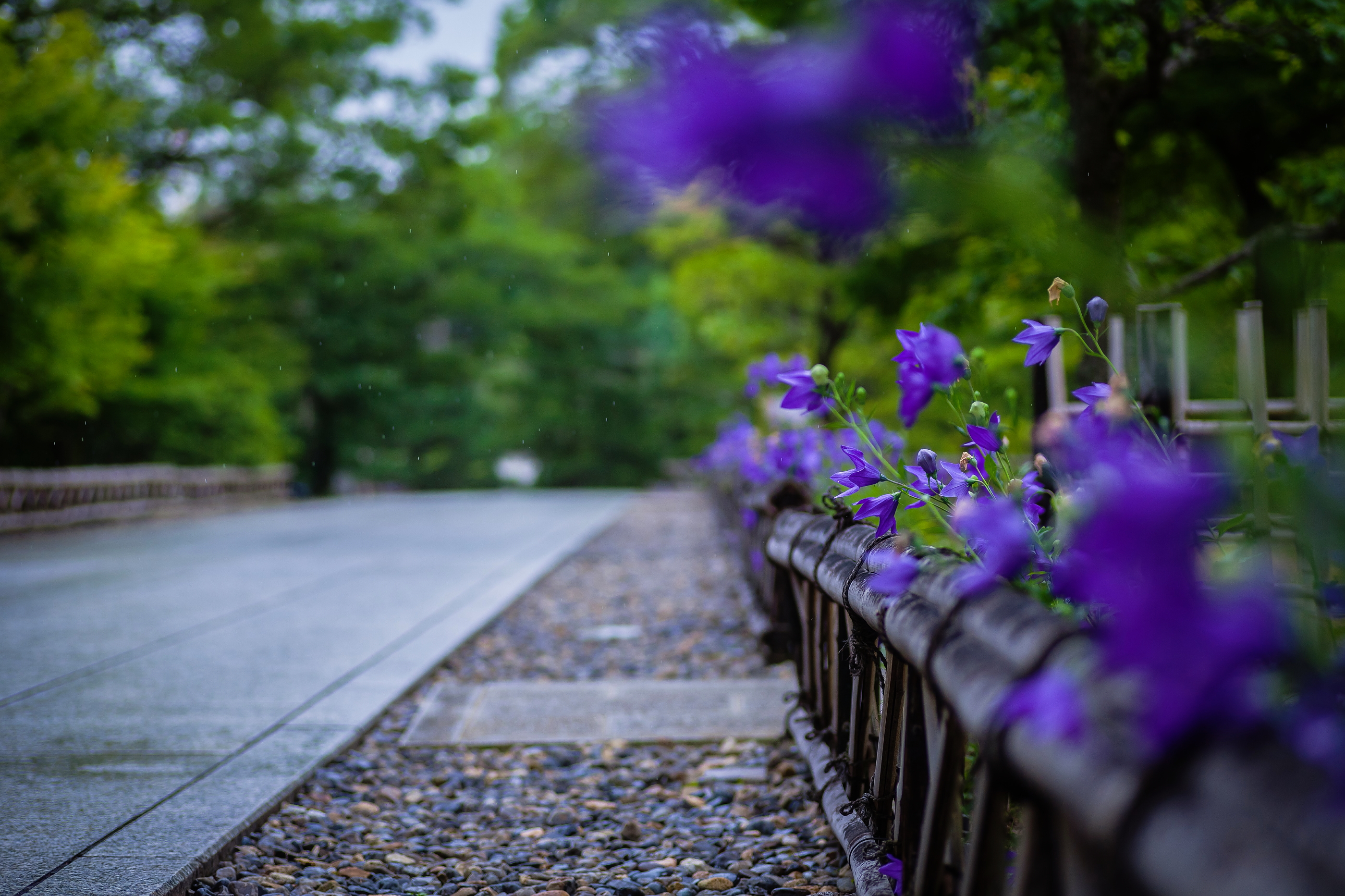 桔梗の花道