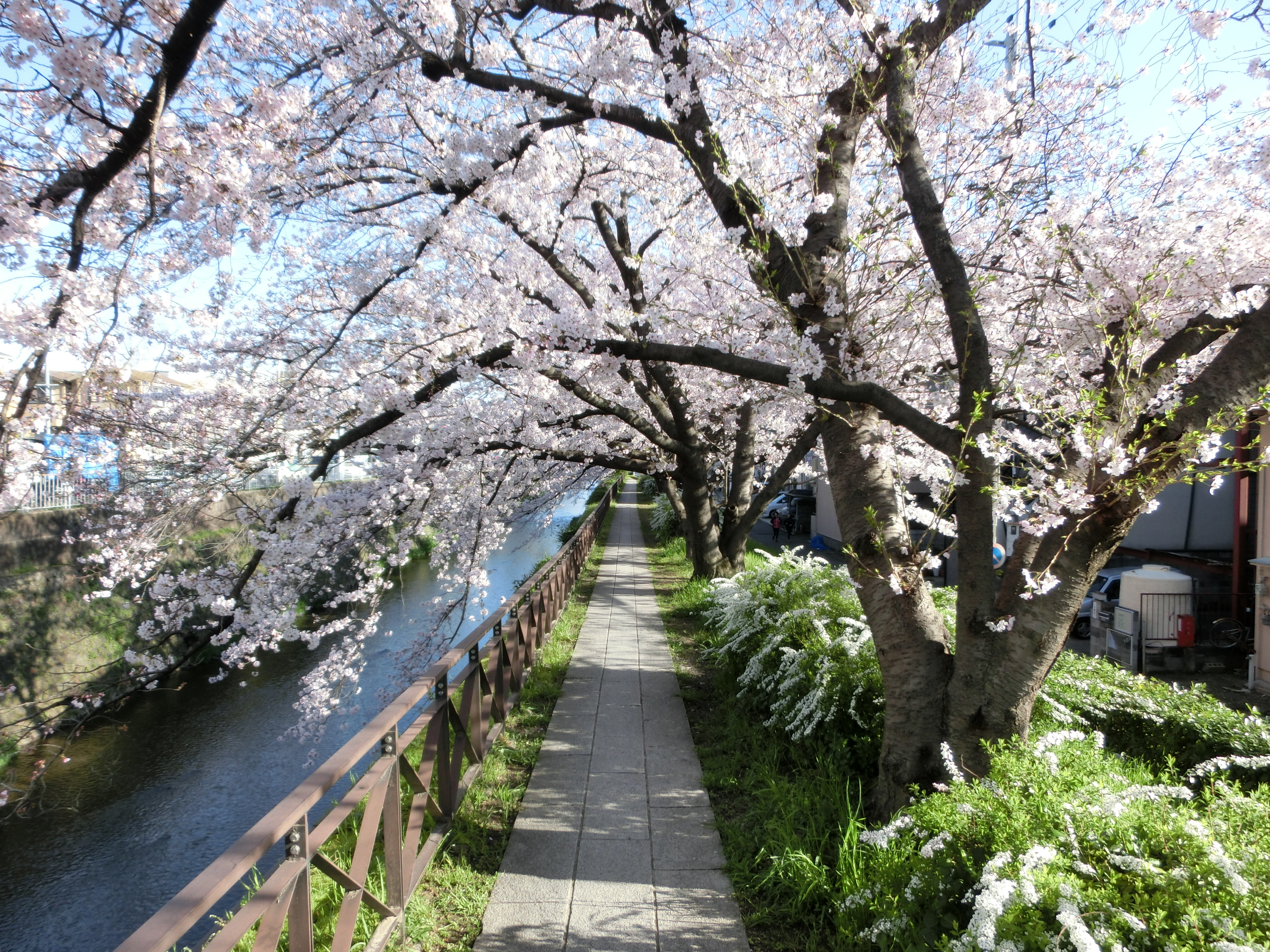 桜の道