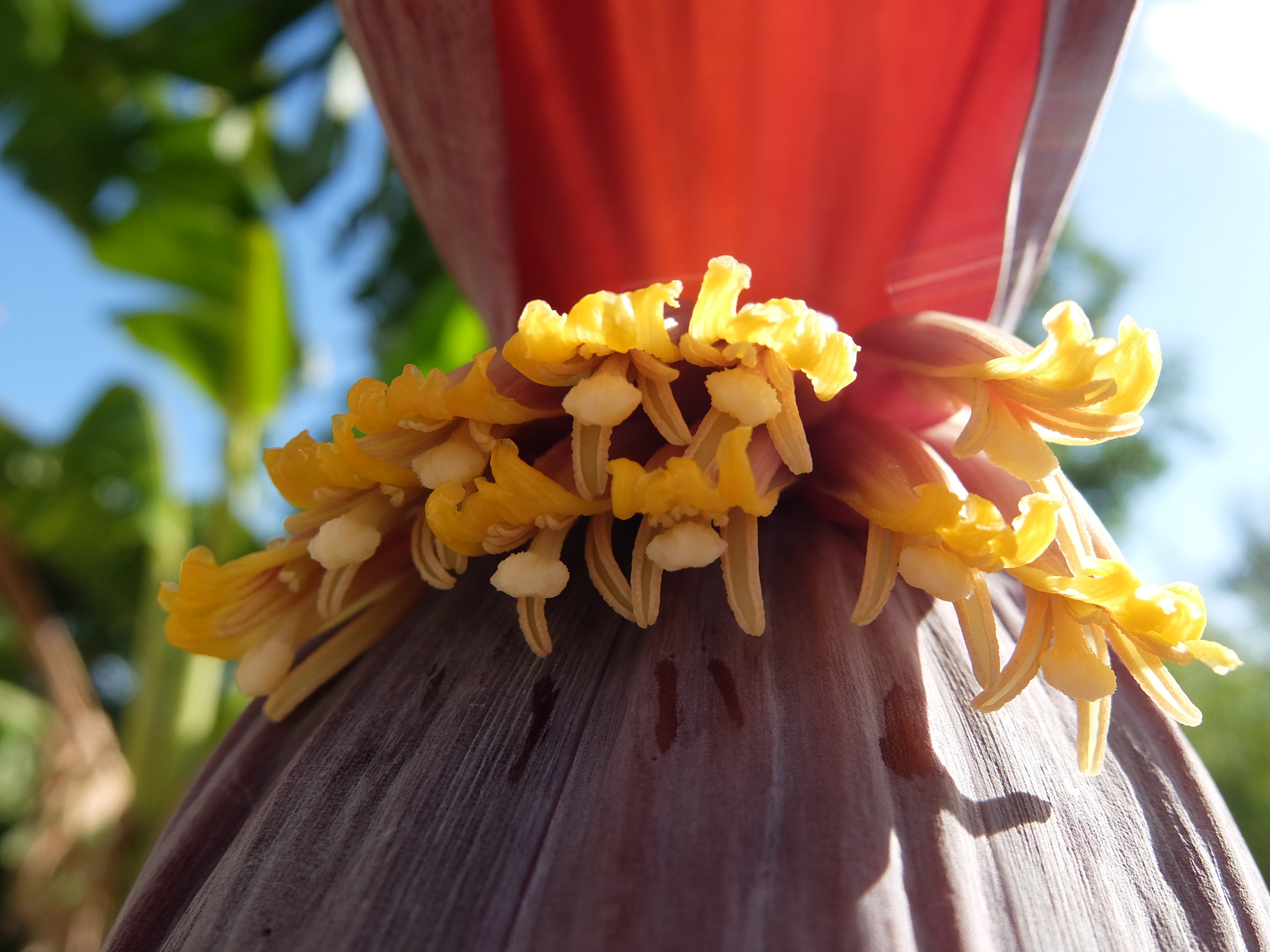バナナの花