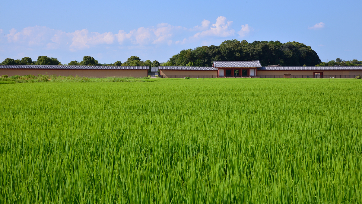 青田の頃
