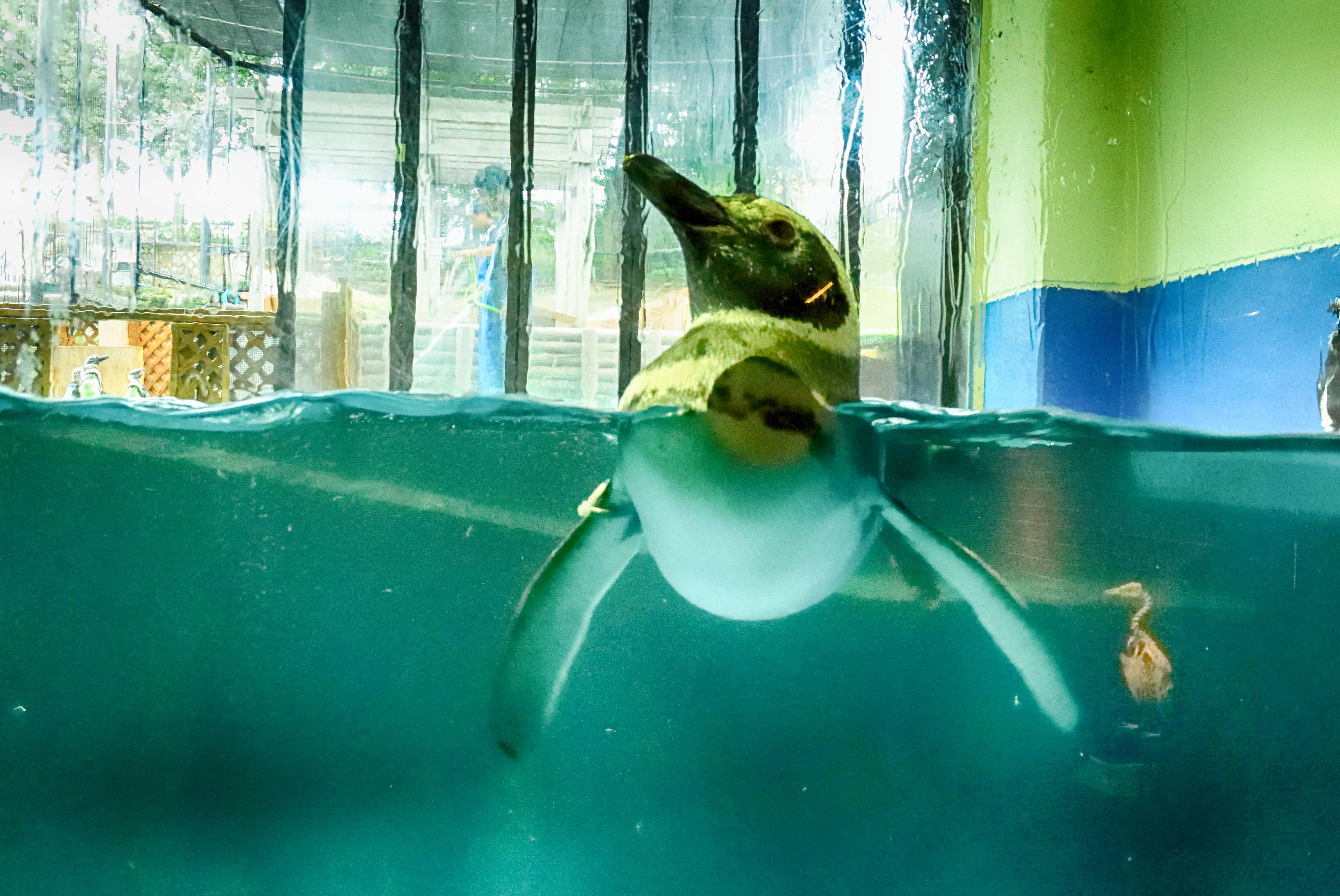 ペンギンの悲哀? ~水族館に行ってきたⅥ.3~