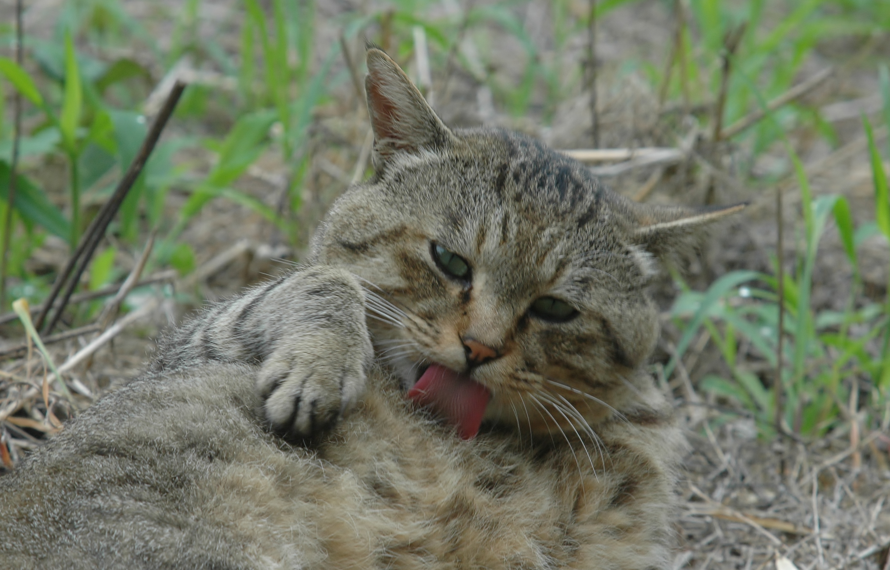 いつもきれいでありたい