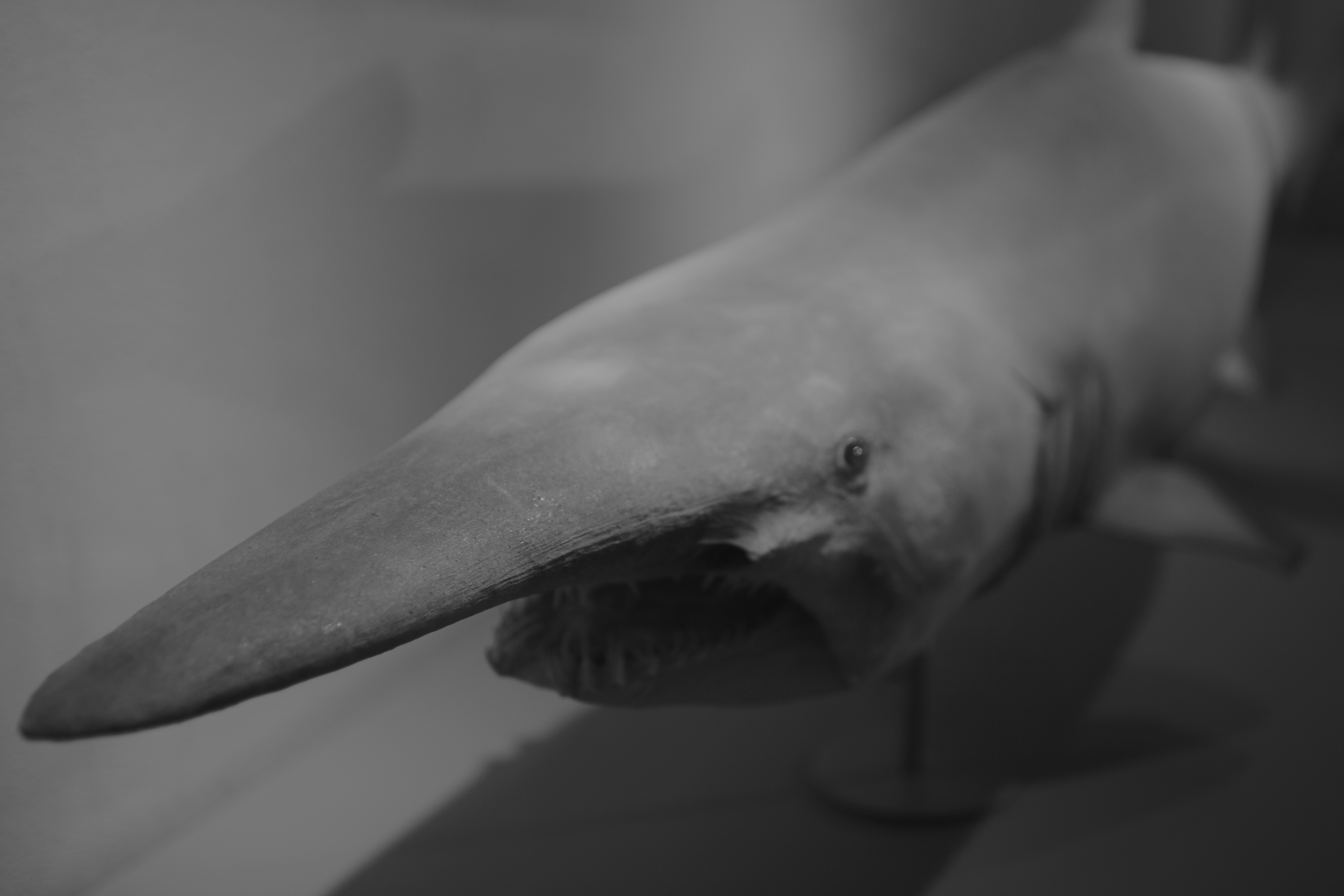 目サメる