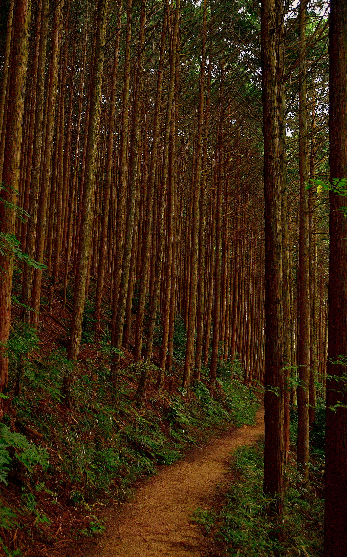 山道