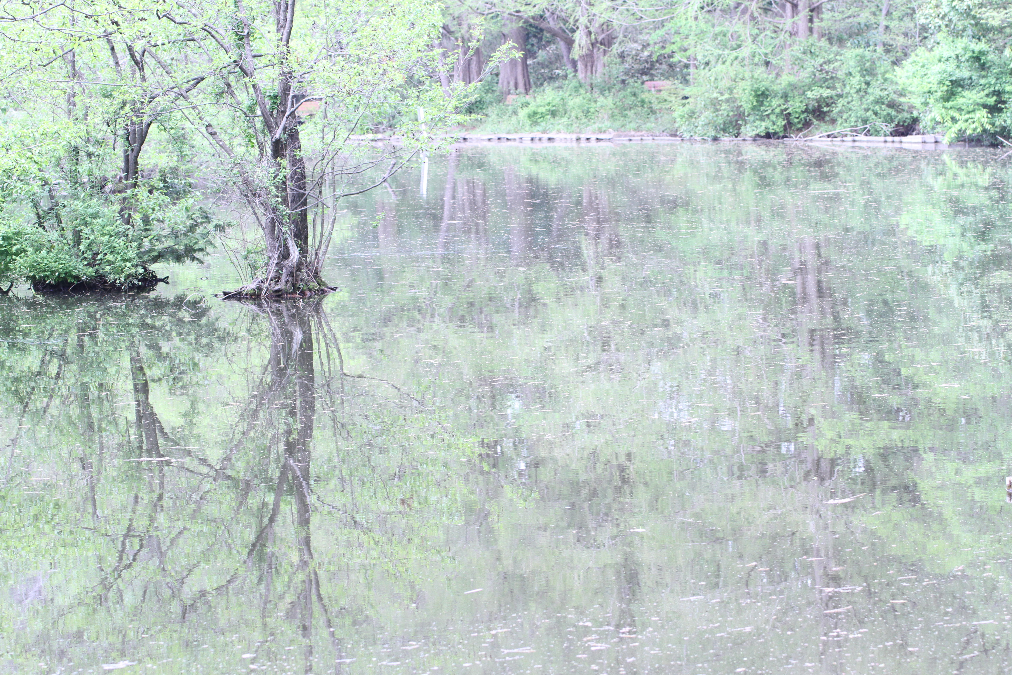 朝の幻想的水面反鏡(森)