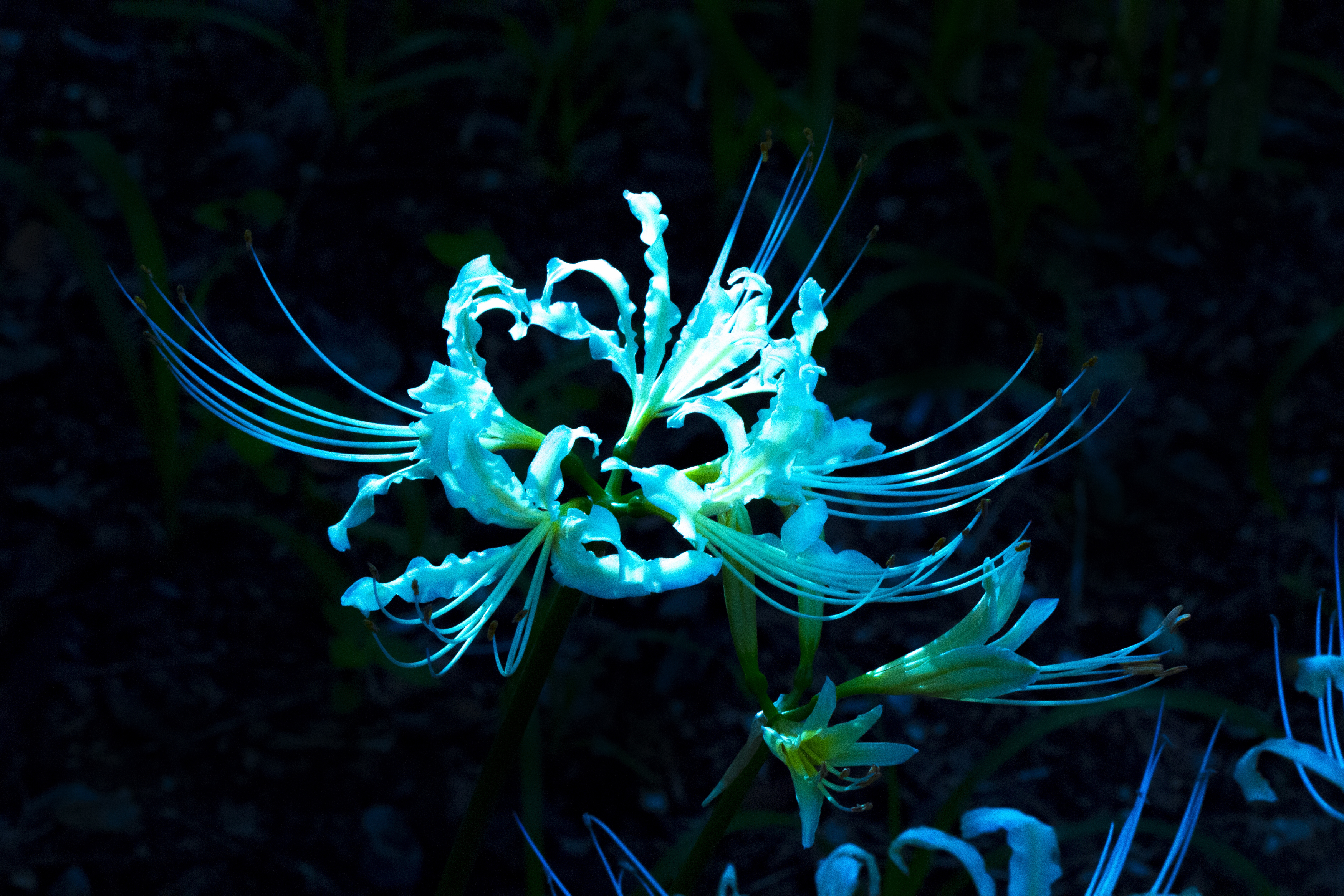 曼珠沙華