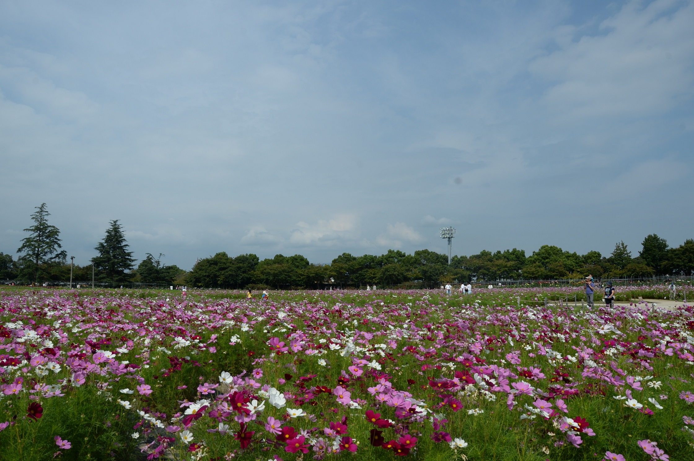 秋空とコスモス