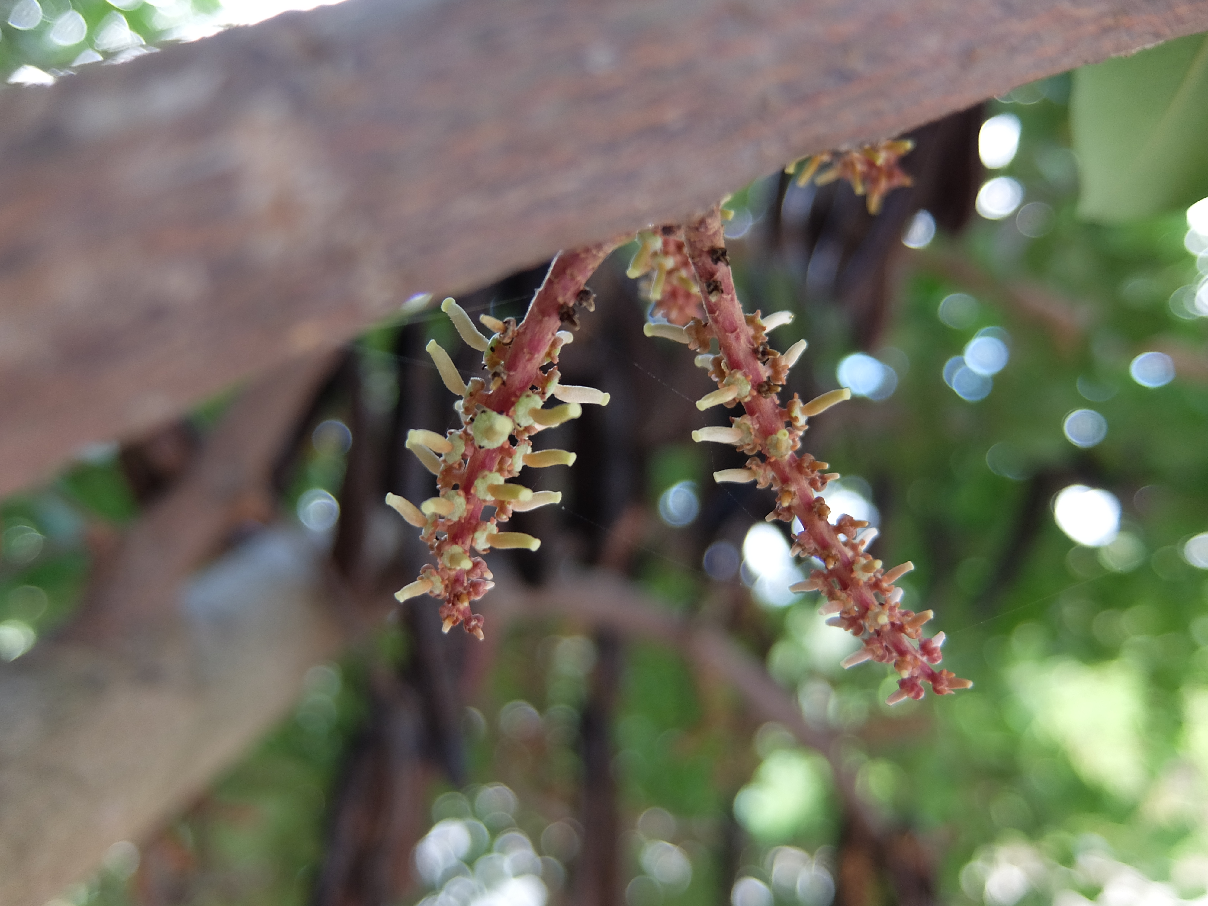 キャロブの花・その2