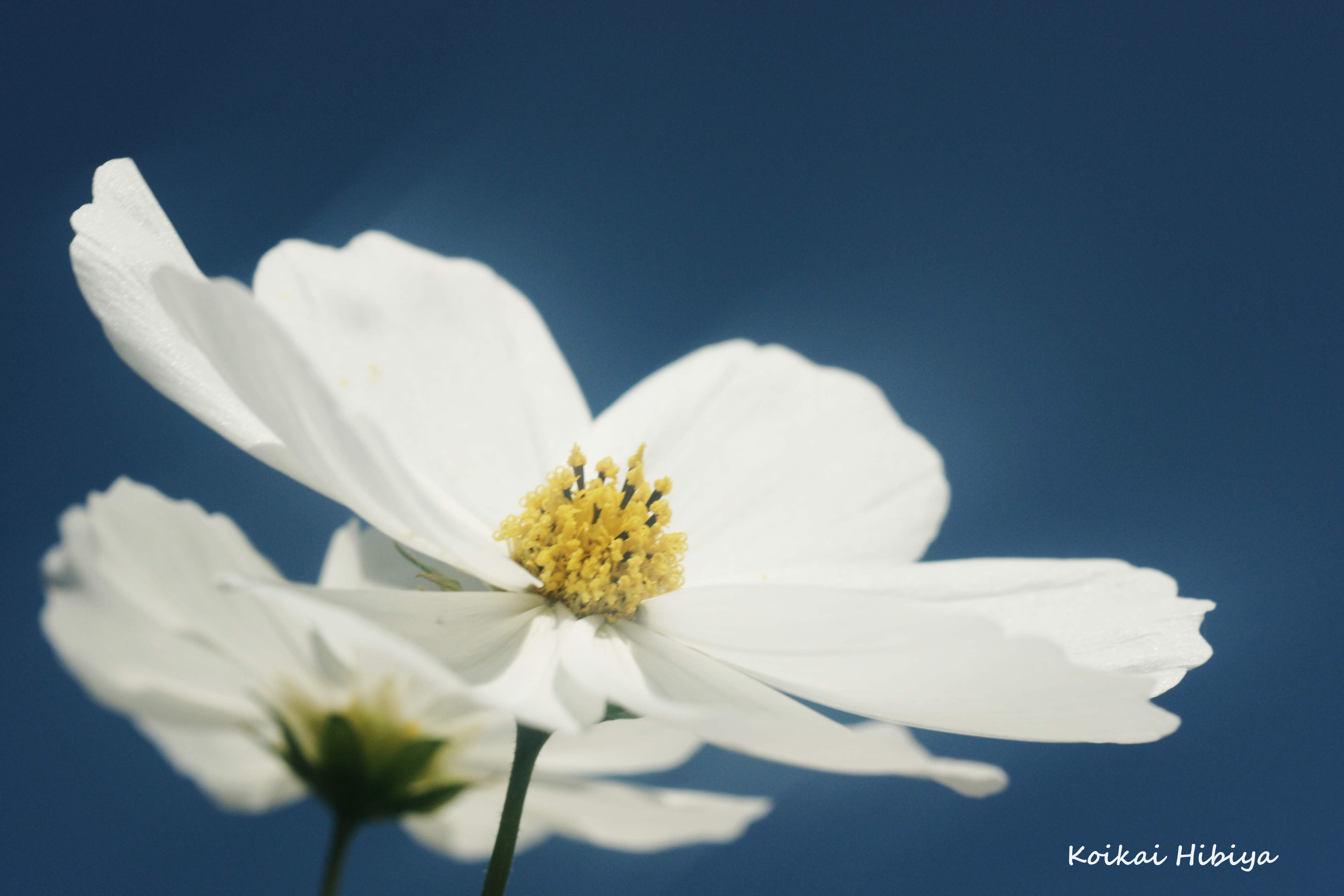 White Cosmos