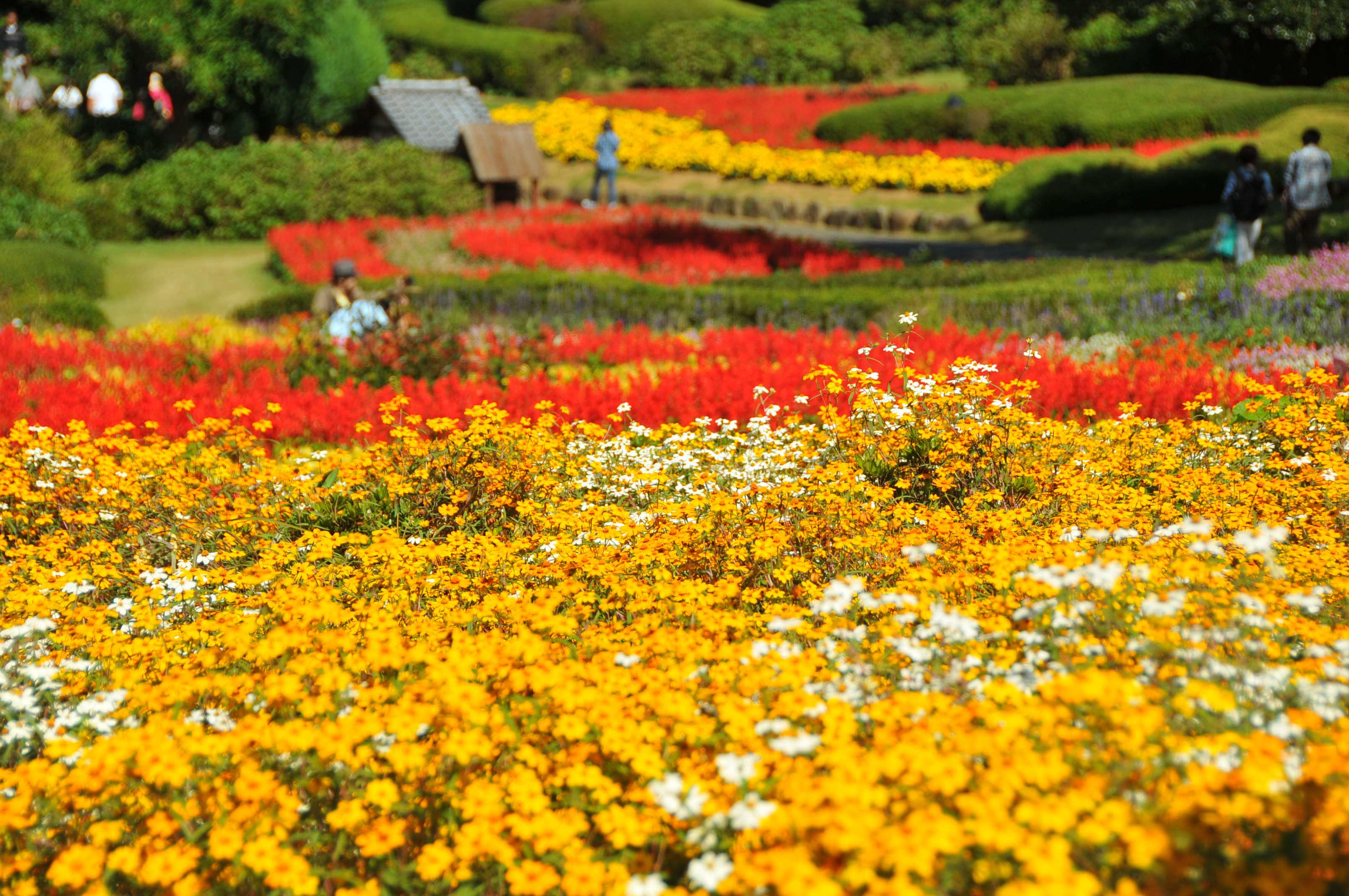 秋の花壇