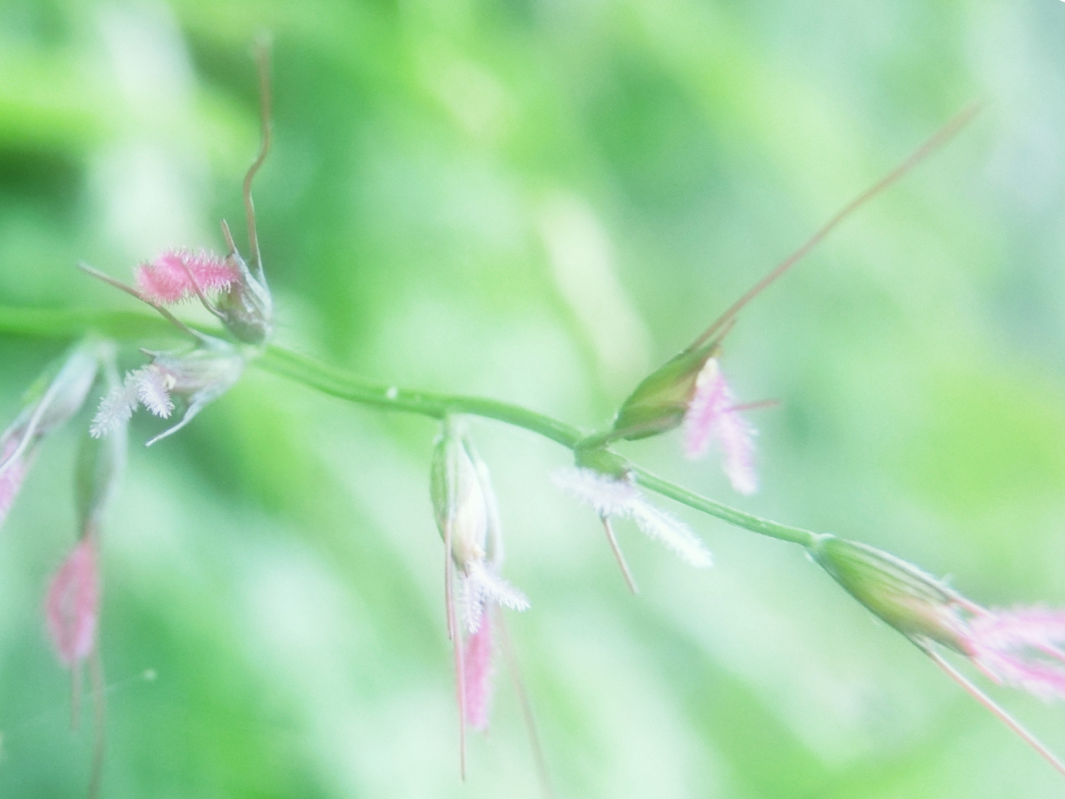 イネ科の小さな華やぎ
