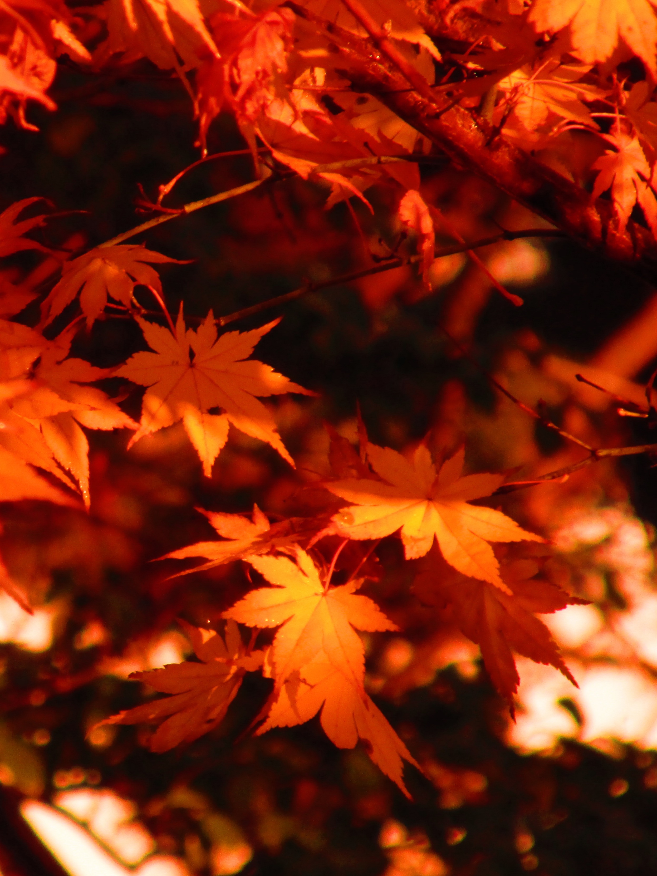 朝は紅葉が綺麗に見えるね
