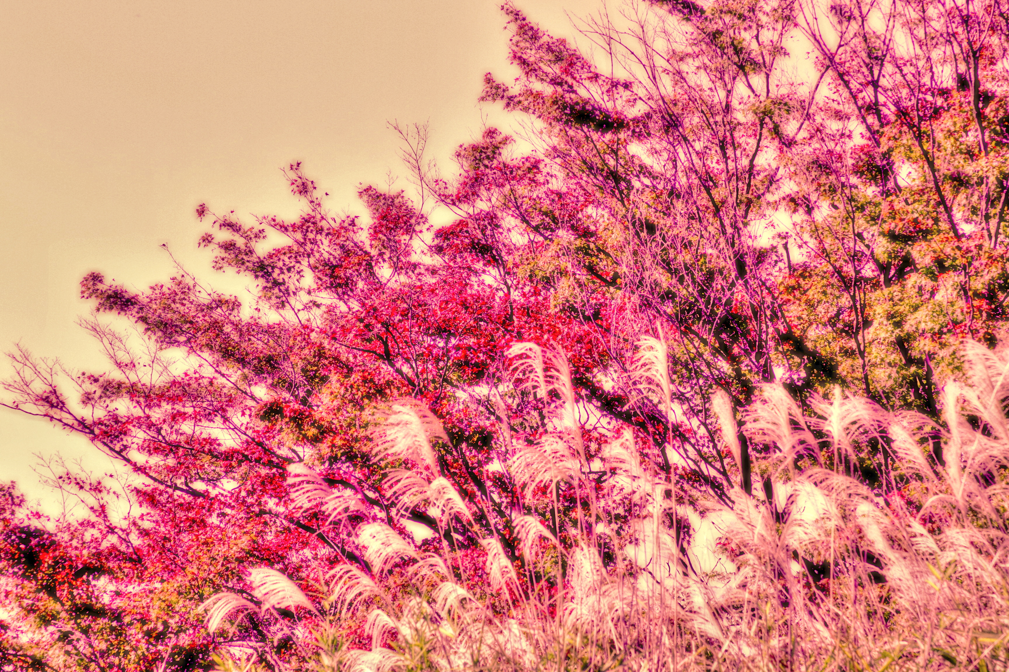 ススキと紅葉