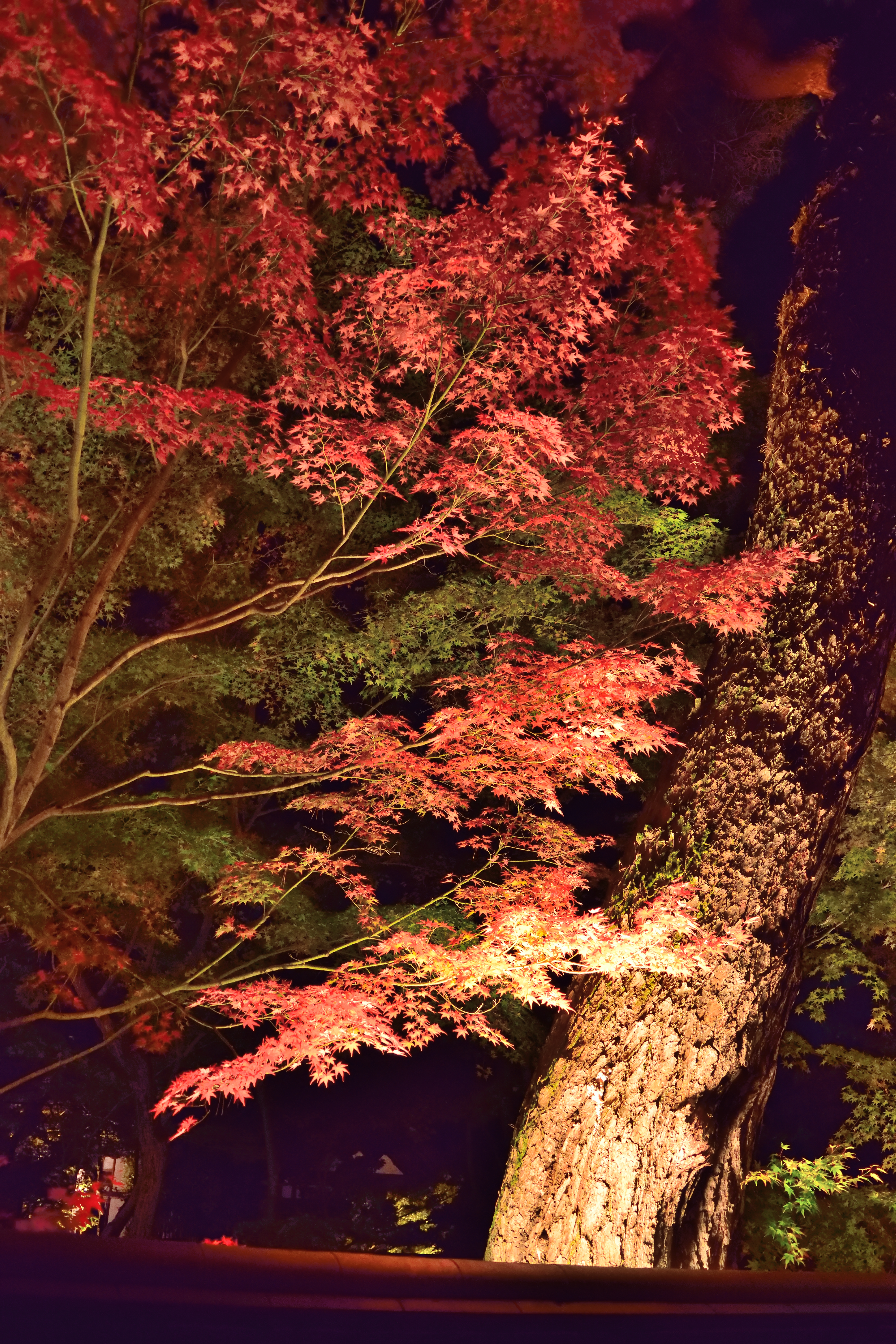見上げ紅葉